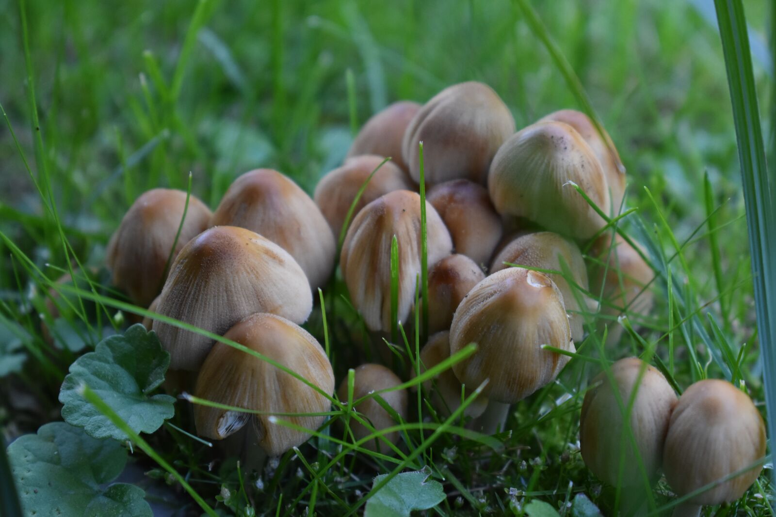 Nikon D3400 sample photo. Mushroom, nature, autumn photography