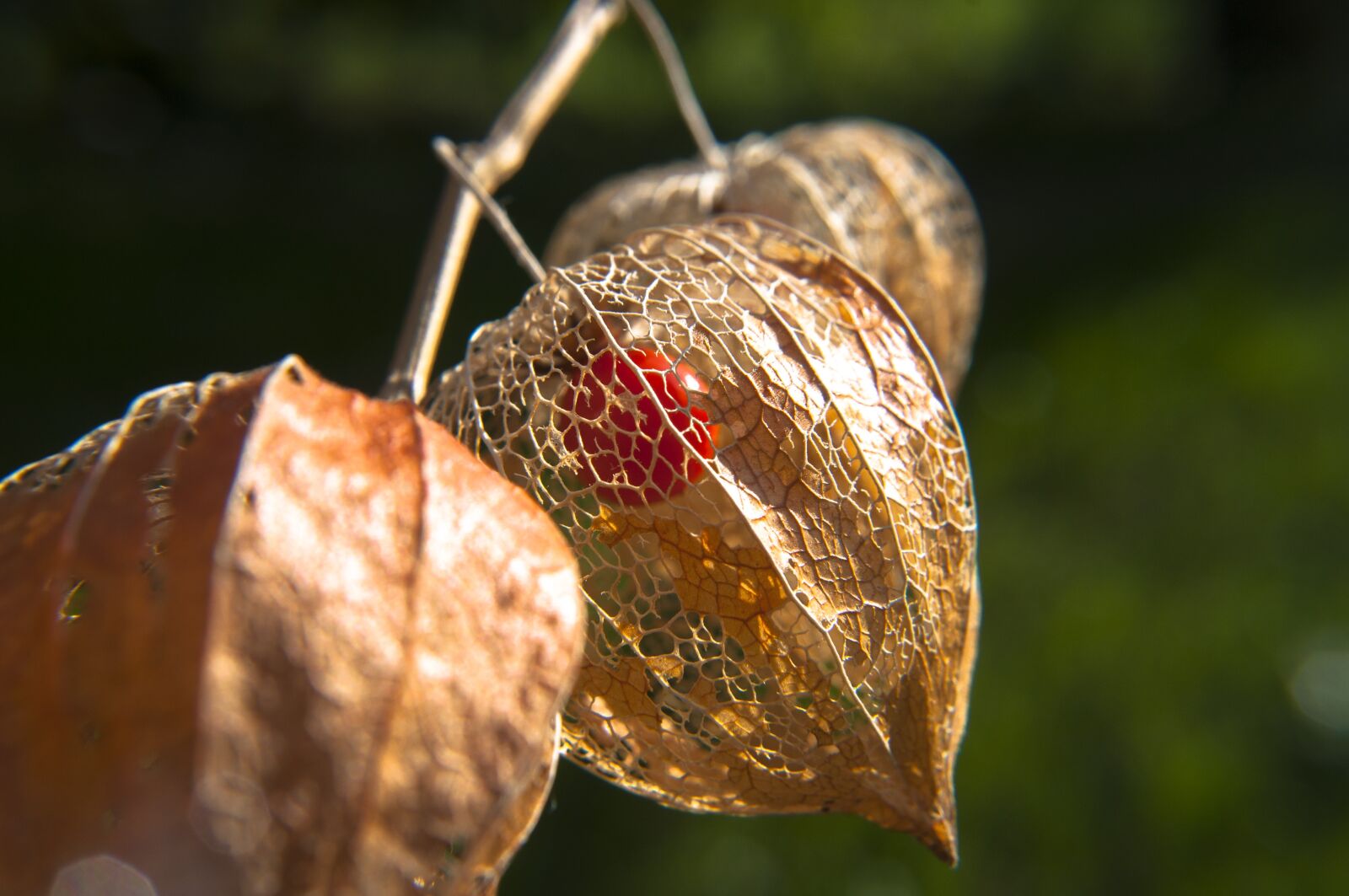 Nikon D90 sample photo. Flower, faded, autumn photography