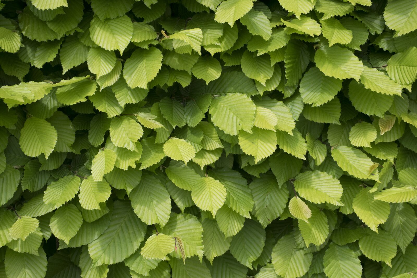Nikon D5300 sample photo. Green wall, garden, nature photography