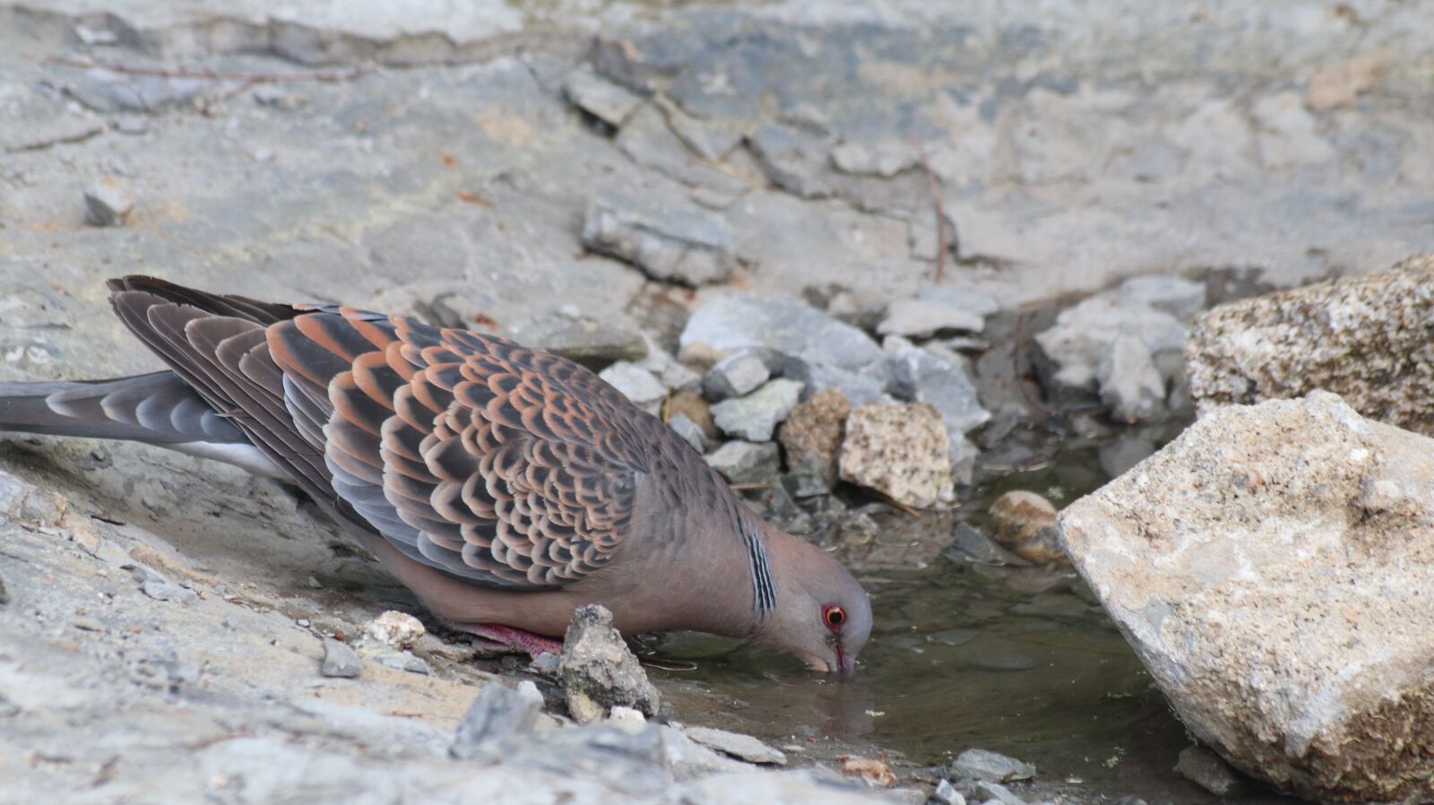 Canon EOS 77D (EOS 9000D / EOS 770D) + Canon EF 70-300mm F4-5.6 IS USM sample photo. Wild dove, pigeon, park photography