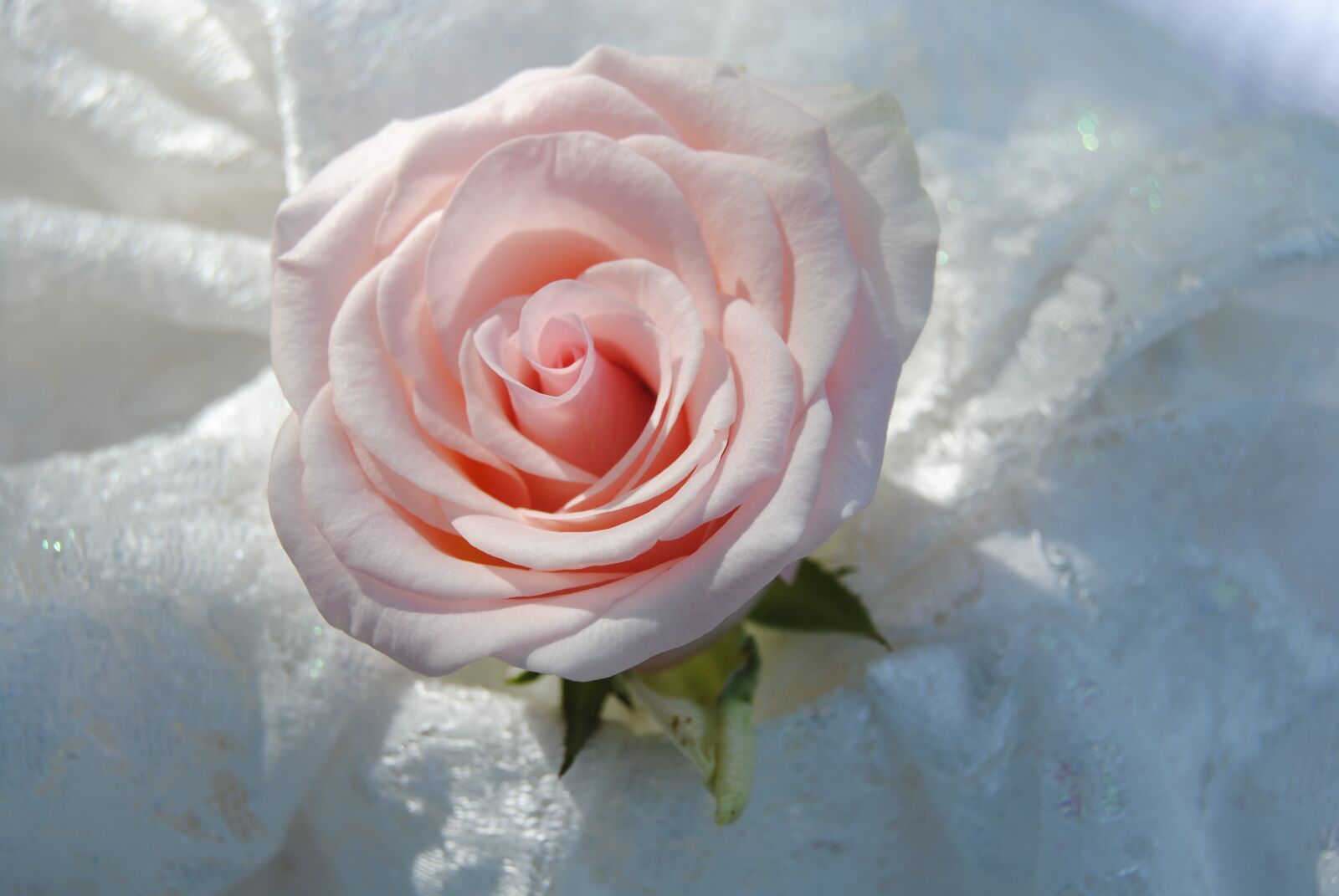 Nikon D3000 sample photo. Roses, flower, flowers photography