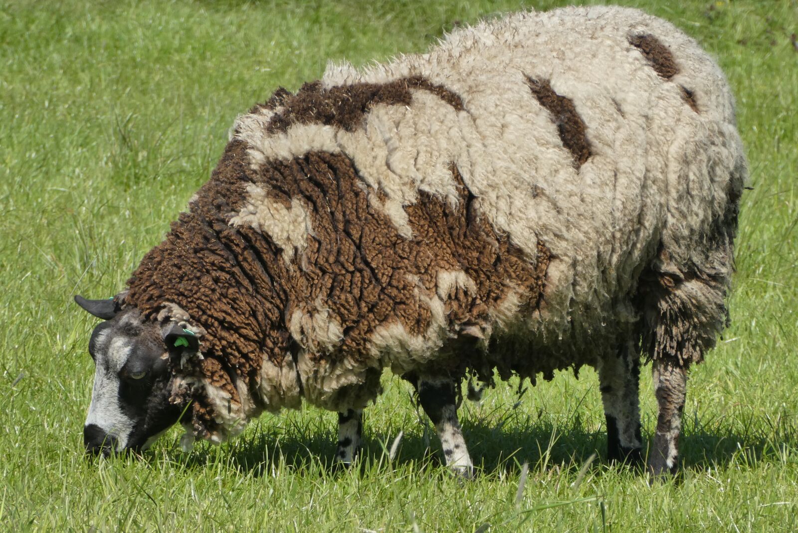 Panasonic Lumix DC-ZS70 (Lumix DC-TZ90) sample photo. Sheep, whey, meadows photography