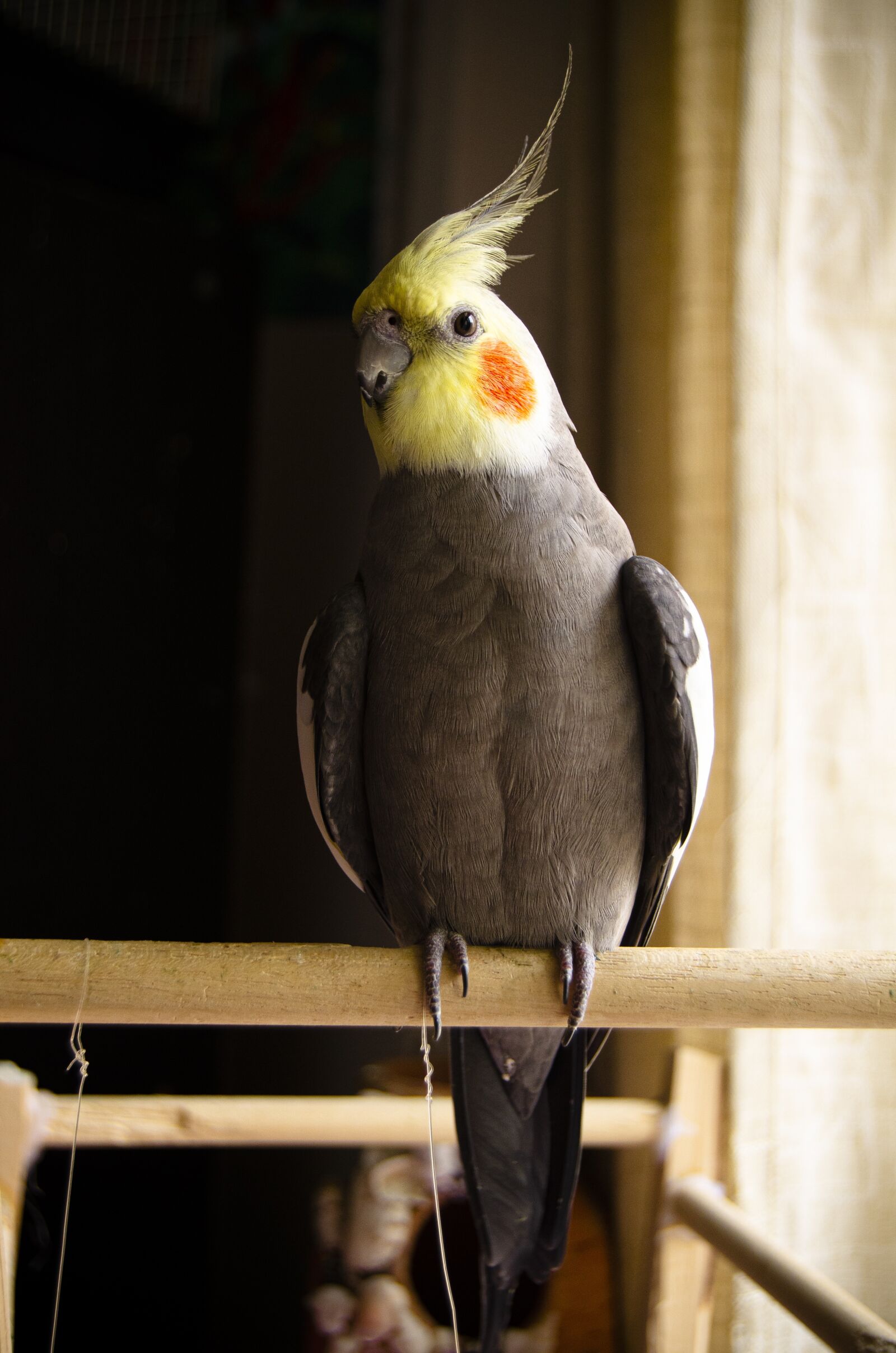 Nikon D7000 sample photo. Cockatiel, bird, parrot photography