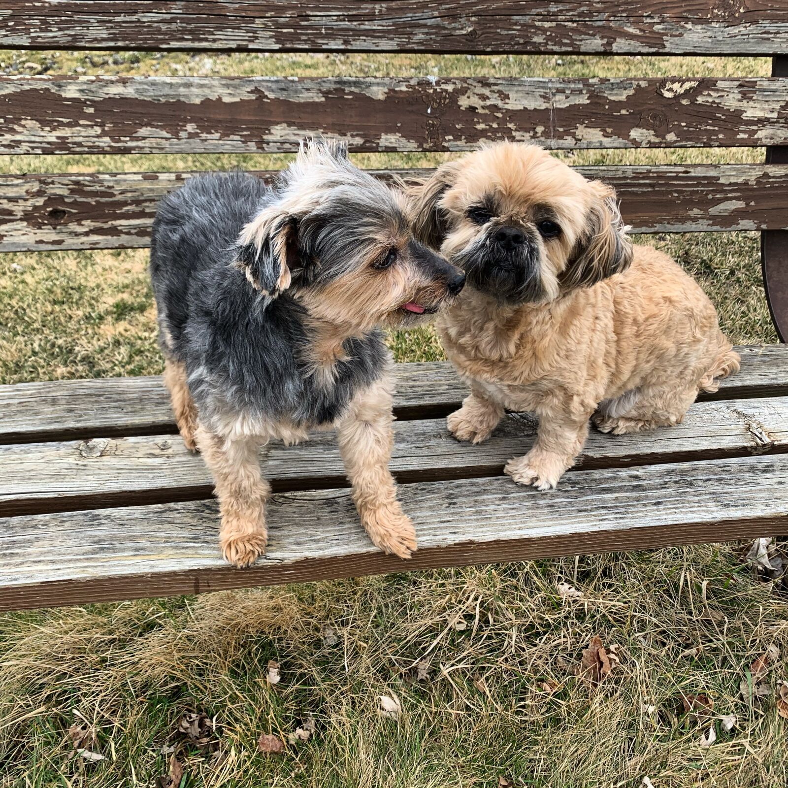 Apple iPhone XR sample photo. Happiness, love, smile photography