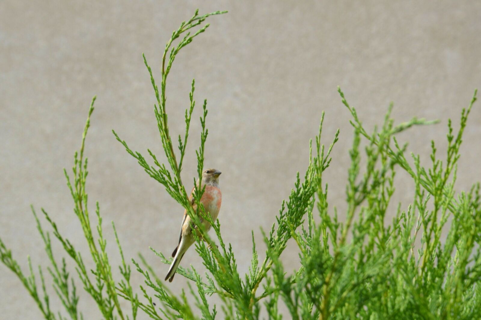 Nikon D3200 sample photo. Linnet, flax fink, bird photography