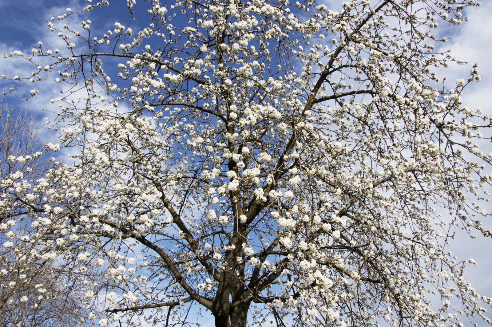 Nikon D3200 sample photo. Cherry tree, spring, flower photography