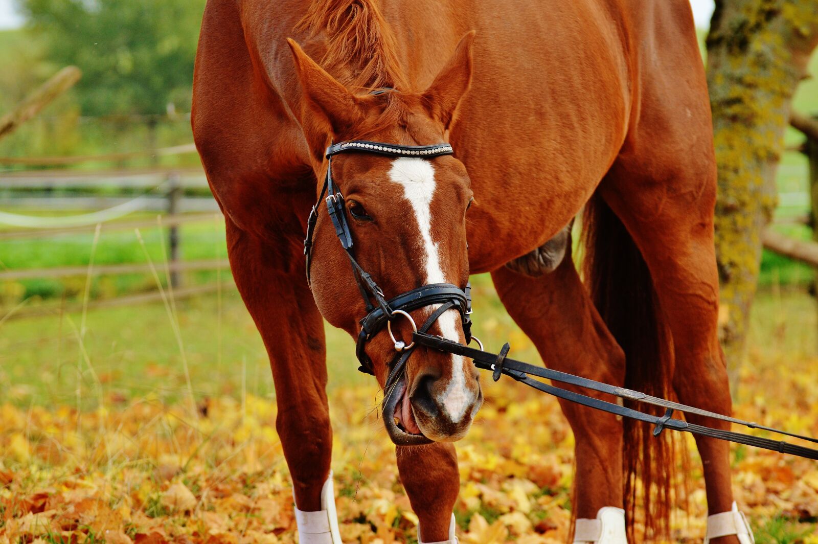 Nikon D3200 sample photo. Horse, animal, ride photography