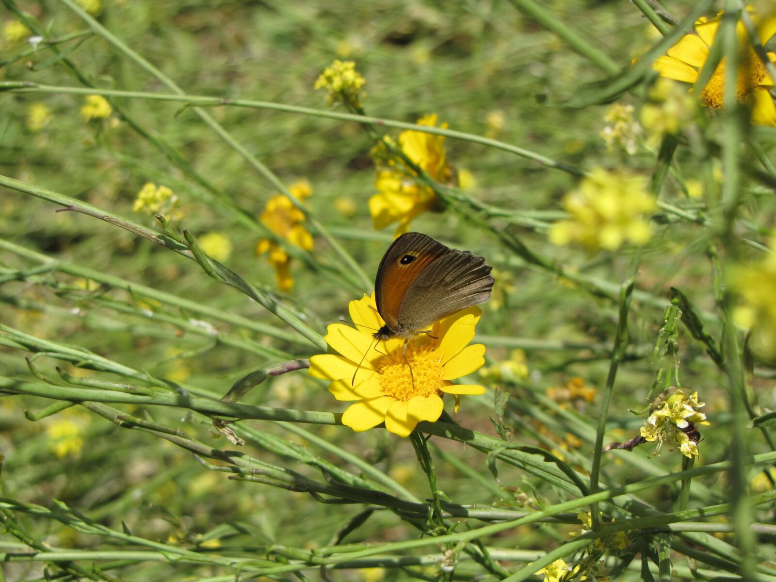 Canon PowerShot SX10 IS sample photo. Nature, insect, butterfly photography