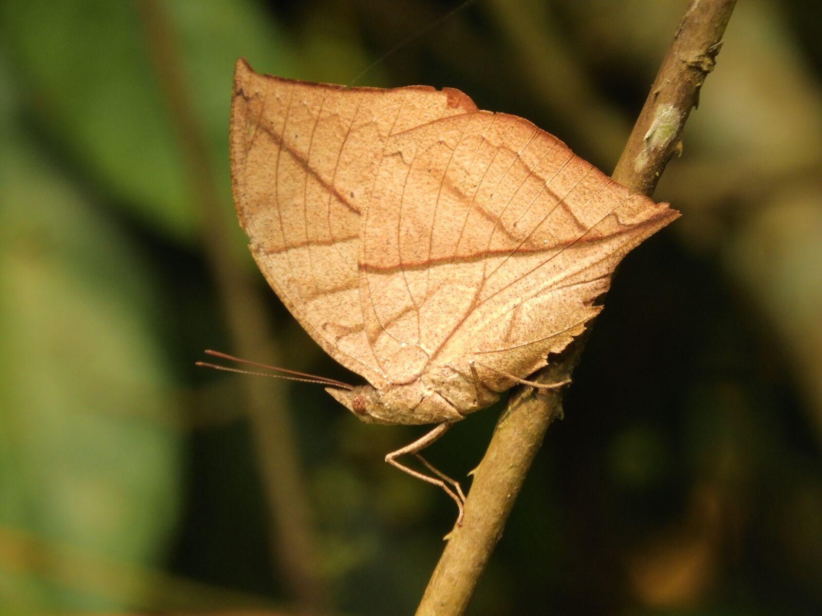 Nikon Coolpix B700 sample photo. Butterfly, manas national park photography