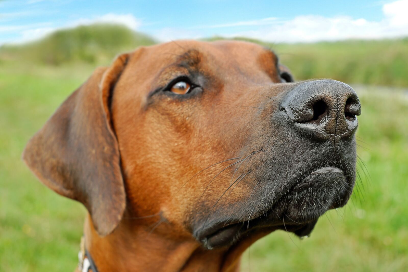 Fujifilm X-T10 + Fujifilm XF 35mm F1.4 R sample photo. Dog, nose, snout photography