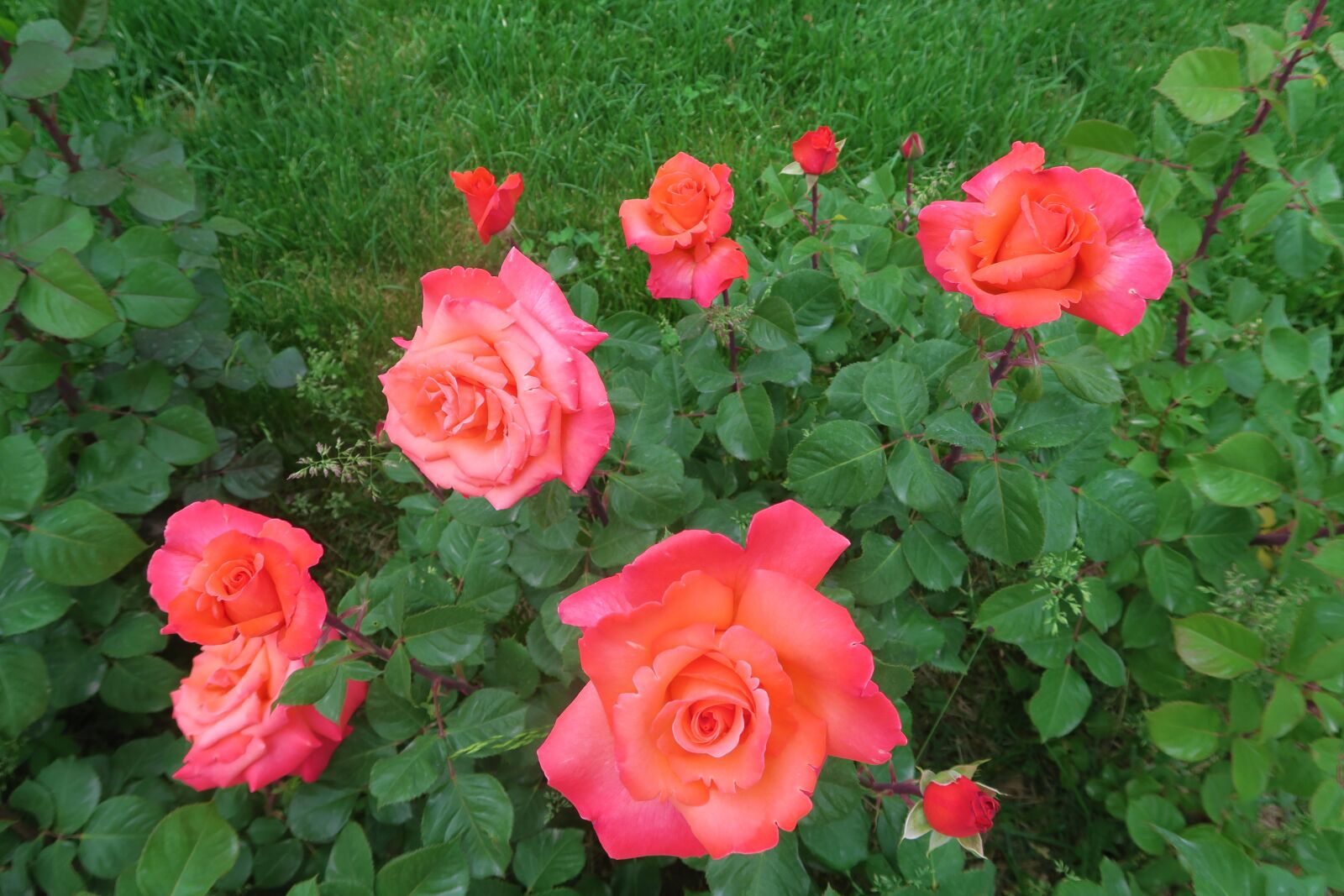 Canon PowerShot G7 X sample photo. Rose, roses, the rose photography