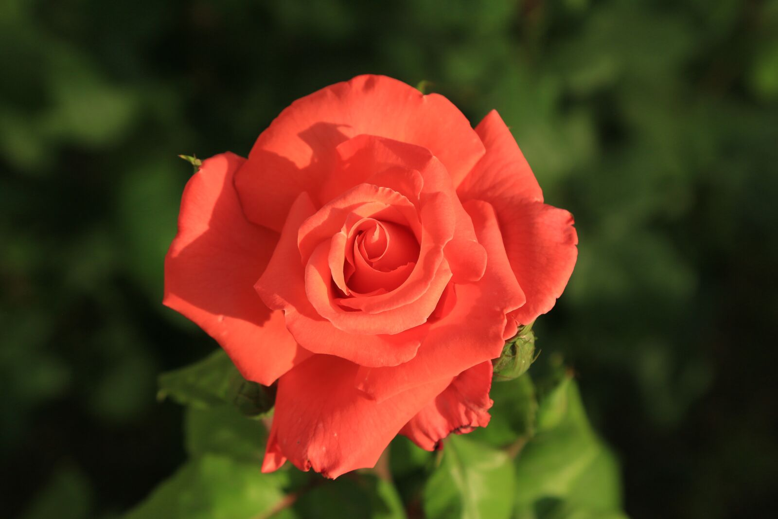 Canon EOS 5D Mark III sample photo. Rose, spring, beautiful photography