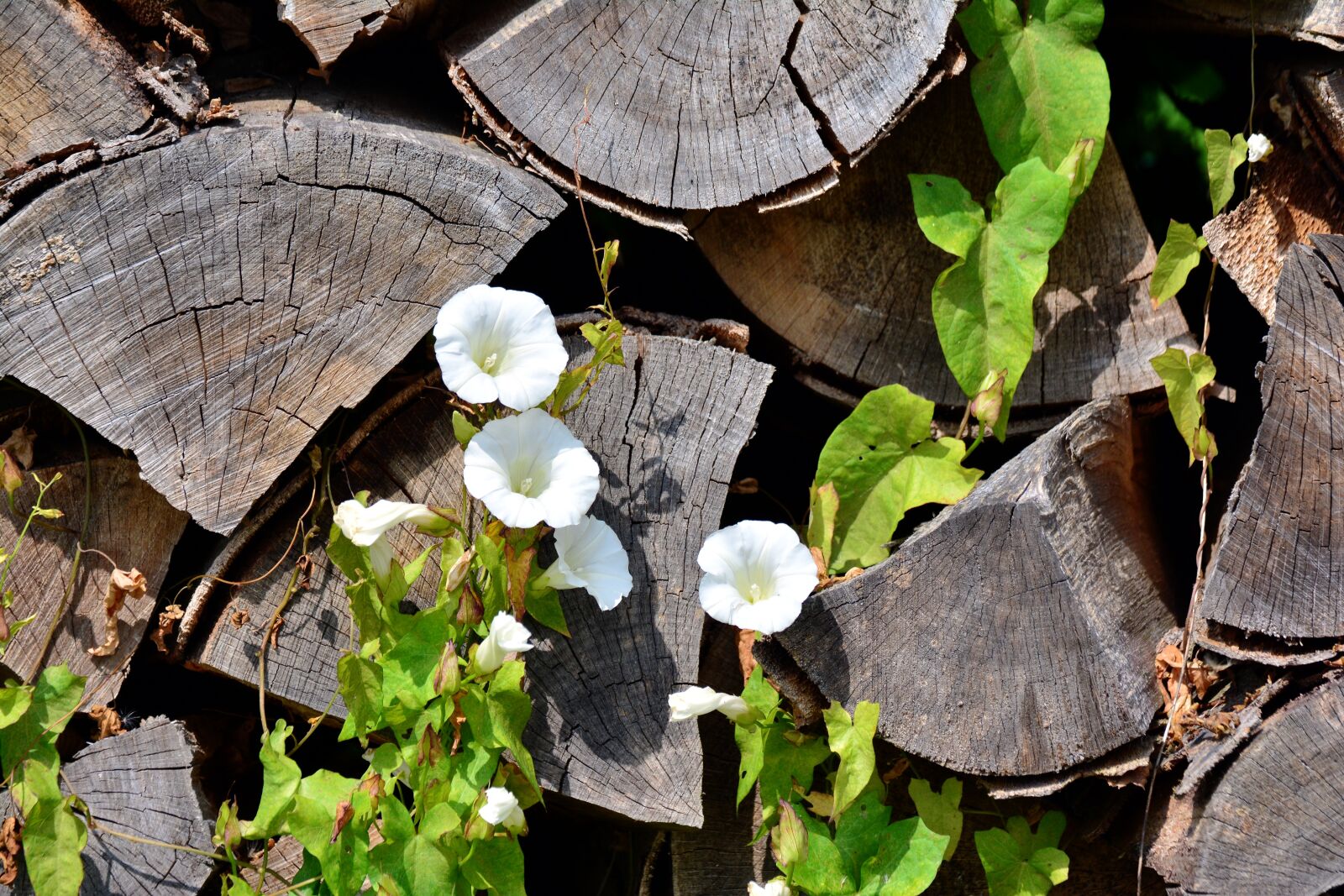 Nikon D5200 sample photo. Bindweed, plant, wood photography