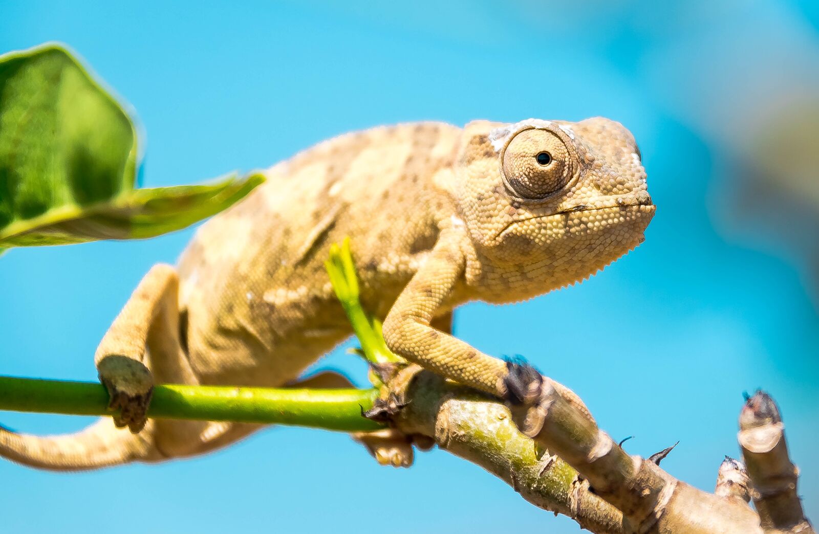 Nikon D5300 sample photo. Chameleon, lizard, animal photography