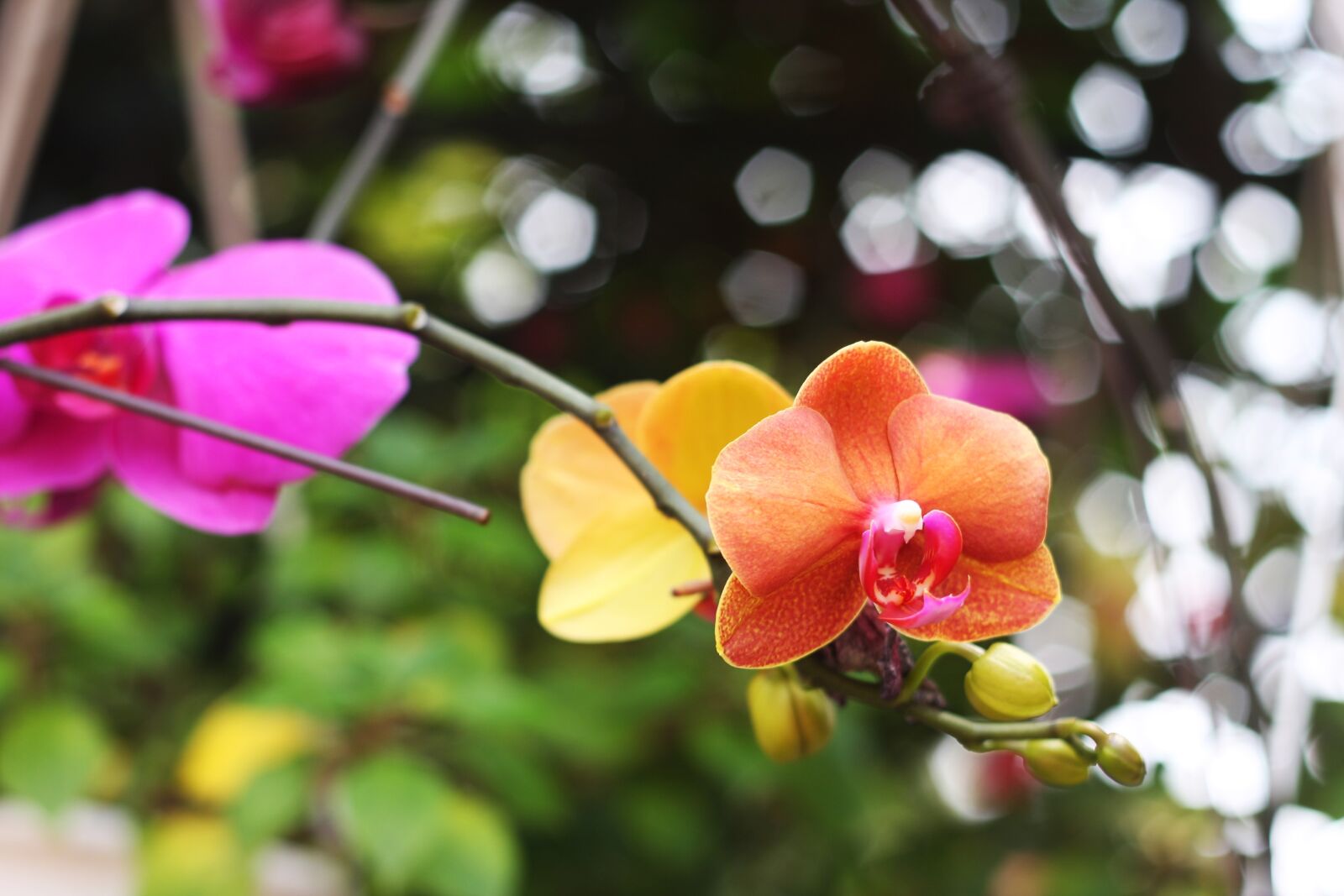 Canon EOS 40D sample photo. Orchids, color, flower photography