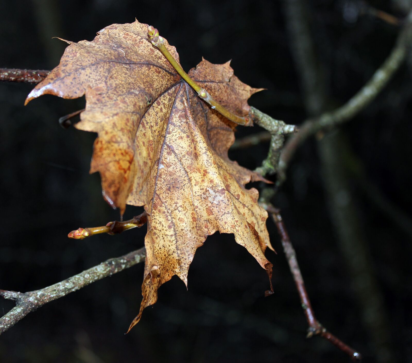 Canon EOS 550D (EOS Rebel T2i / EOS Kiss X4) sample photo. Autumn, nature, leaves photography