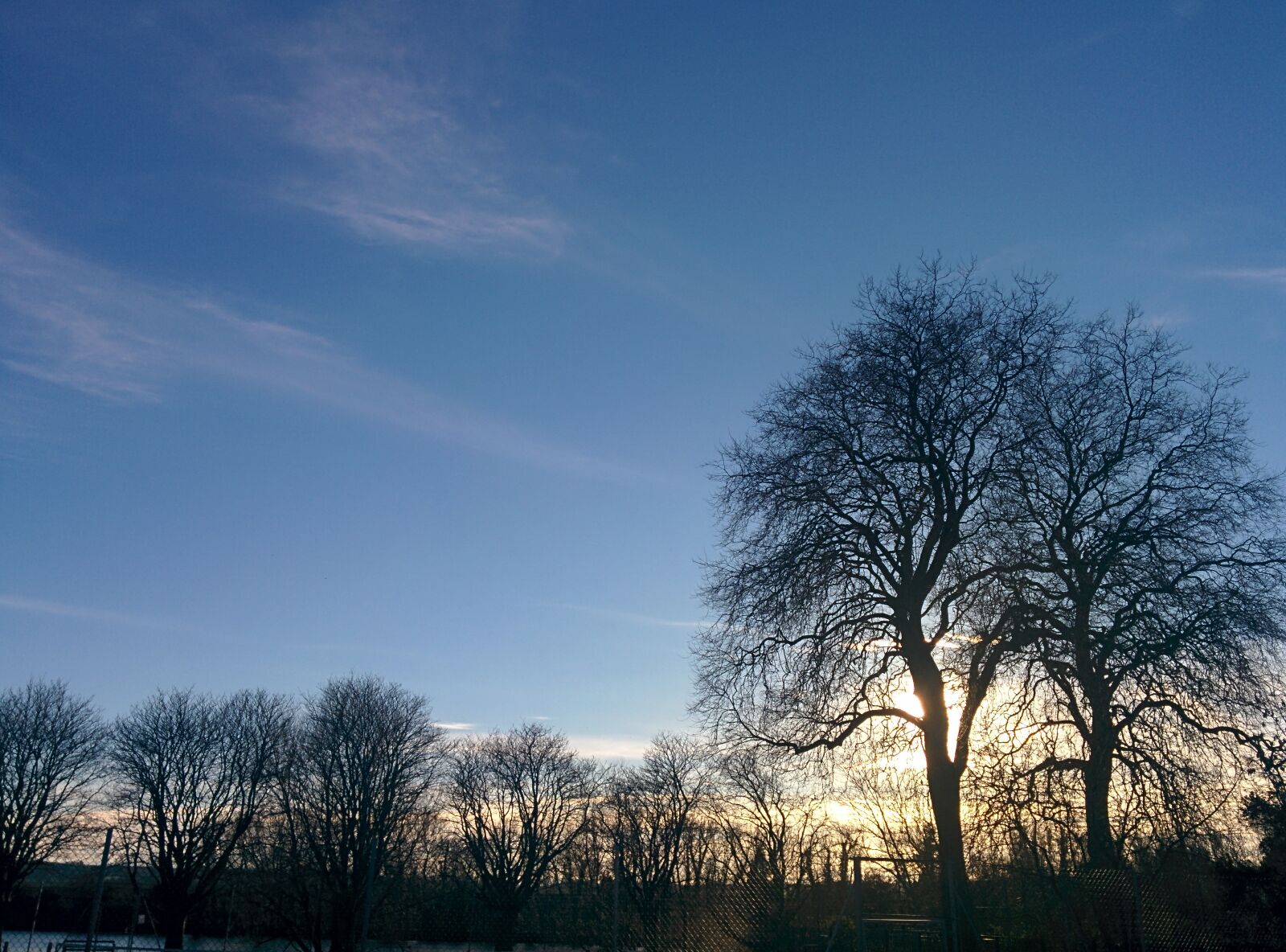 LG Nexus 5 sample photo. Tree, sky, nature photography