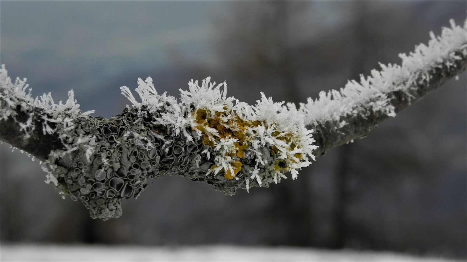 Nikon Coolpix P100 sample photo. Brina, winter, cold photography