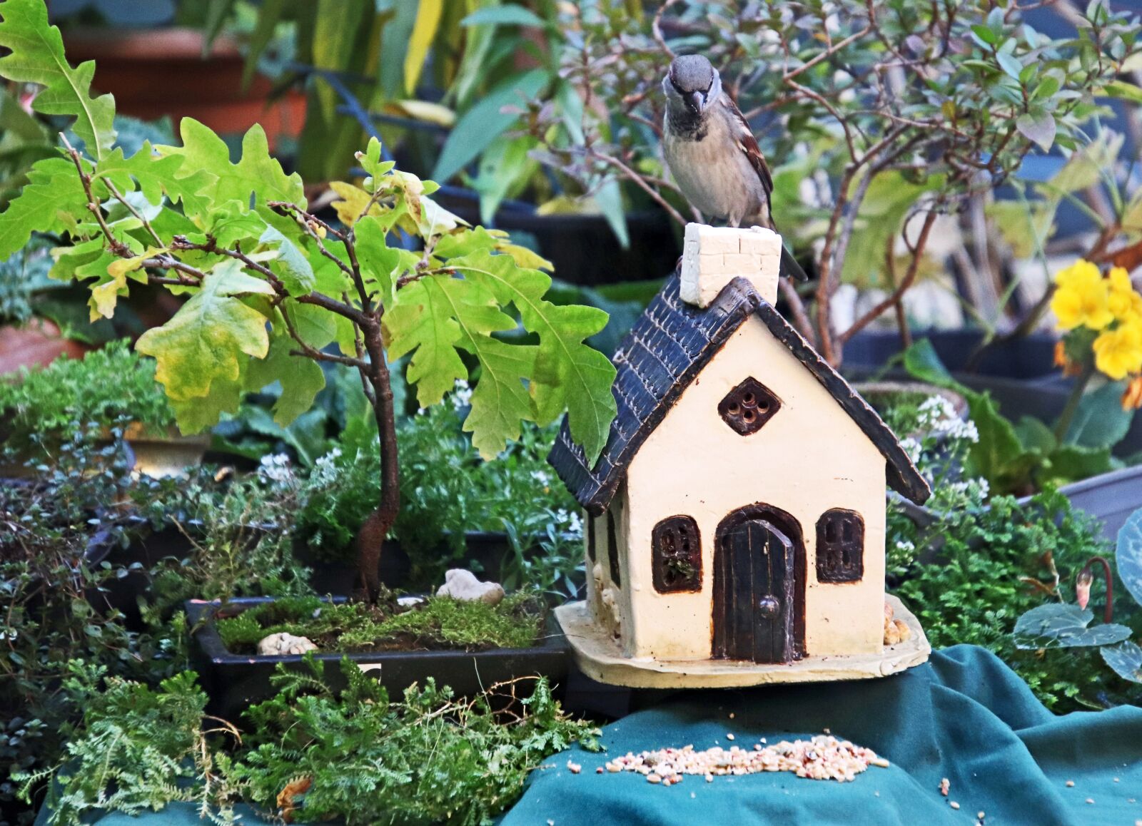 Canon EOS 800D (EOS Rebel T7i / EOS Kiss X9i) sample photo. Sparrow, bird, perched photography