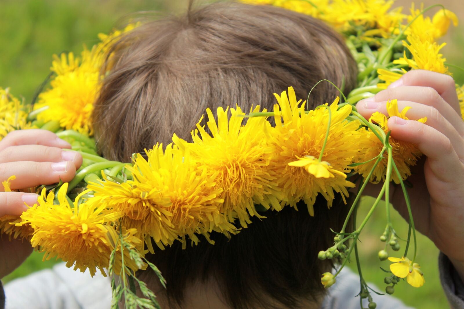 Canon EOS 60D sample photo. Dandelions, a wreath of photography