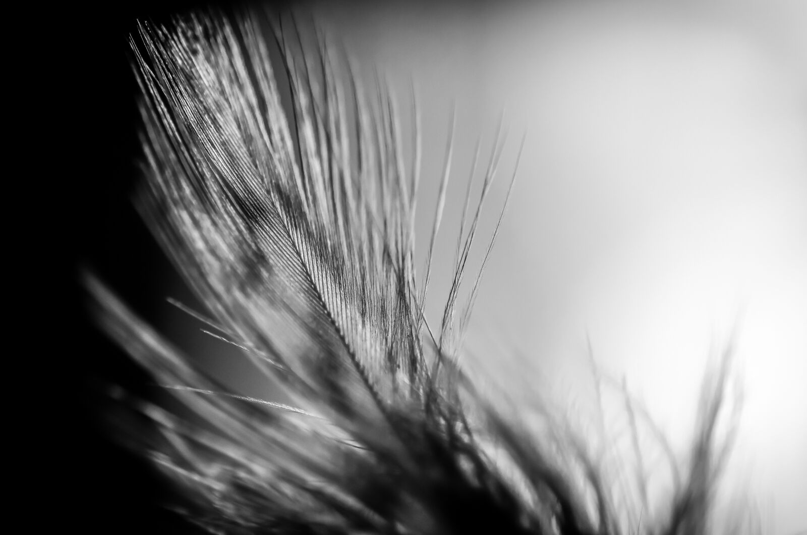 Nikon D7000 sample photo. Feather, black and white photography