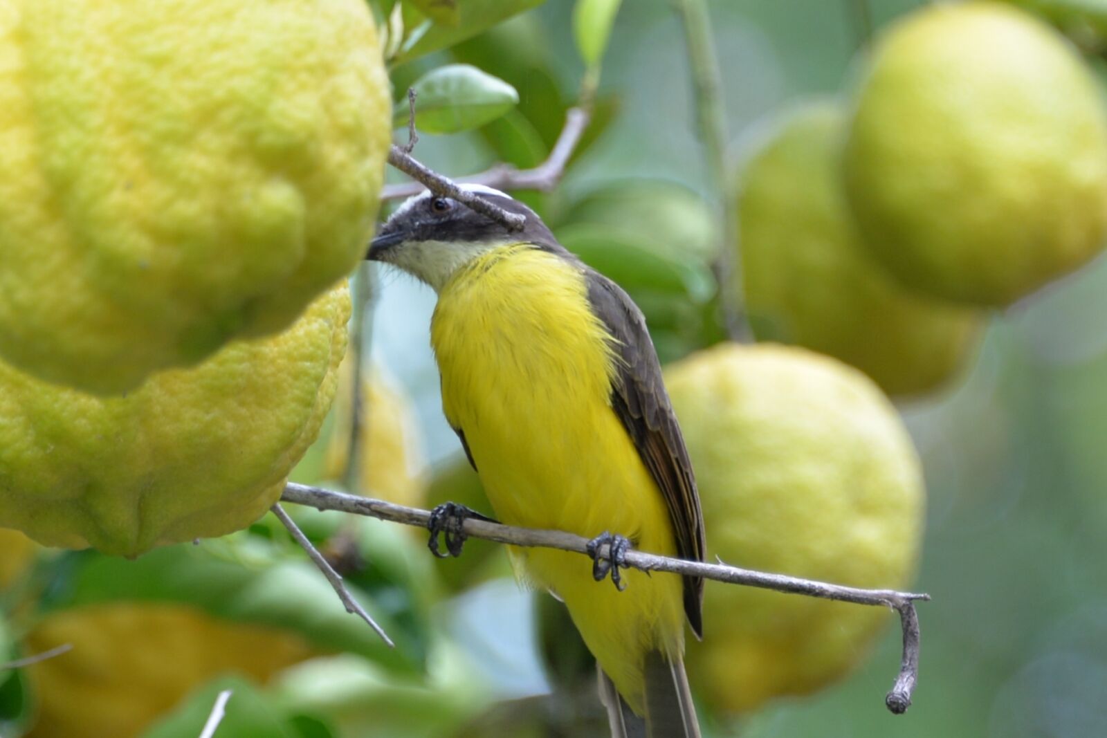 Nikon D610 sample photo. Knew, lemon tree, farm photography
