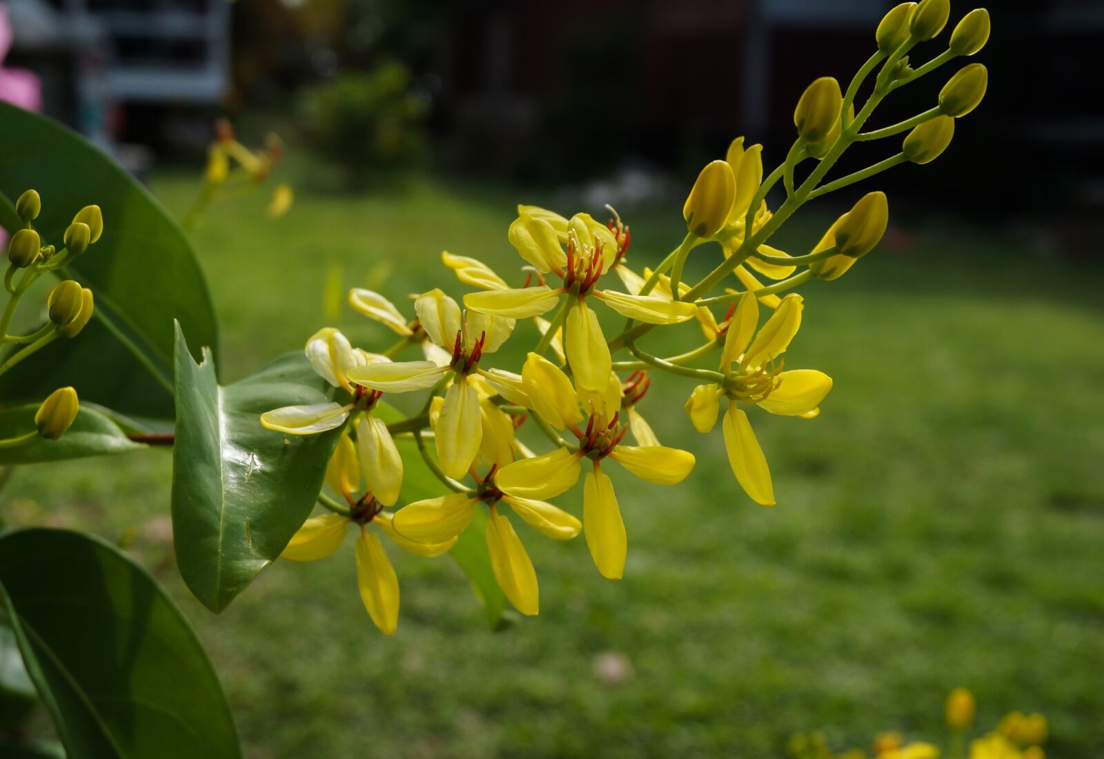 Sony Alpha NEX-3N sample photo. Nature, flora, flower photography