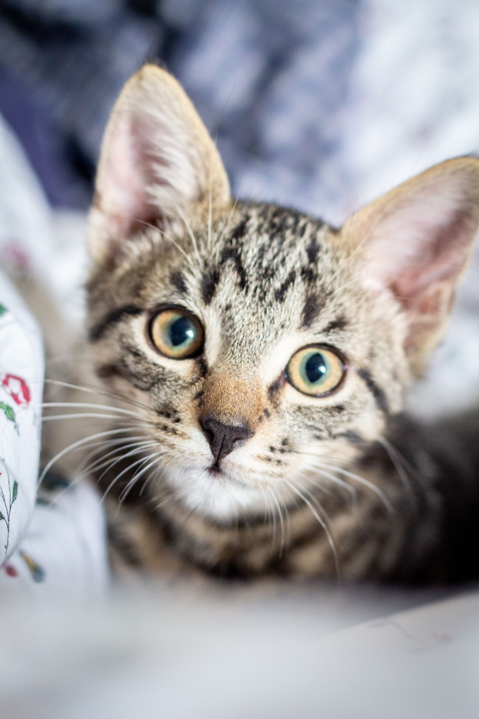 Canon EOS 700D (EOS Rebel T5i / EOS Kiss X7i) + Canon EF 50mm F1.8 II sample photo. Cat, feline, whiskers photography