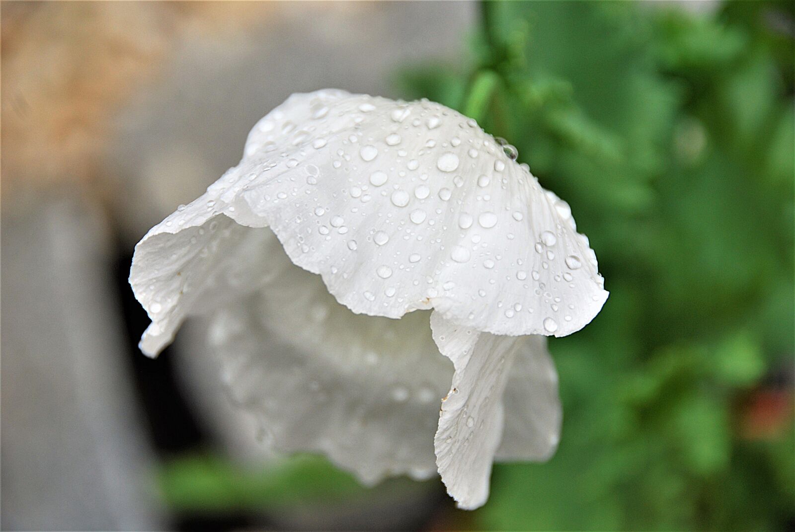 Nikon D80 sample photo. Blossom, bloom, poppy photography