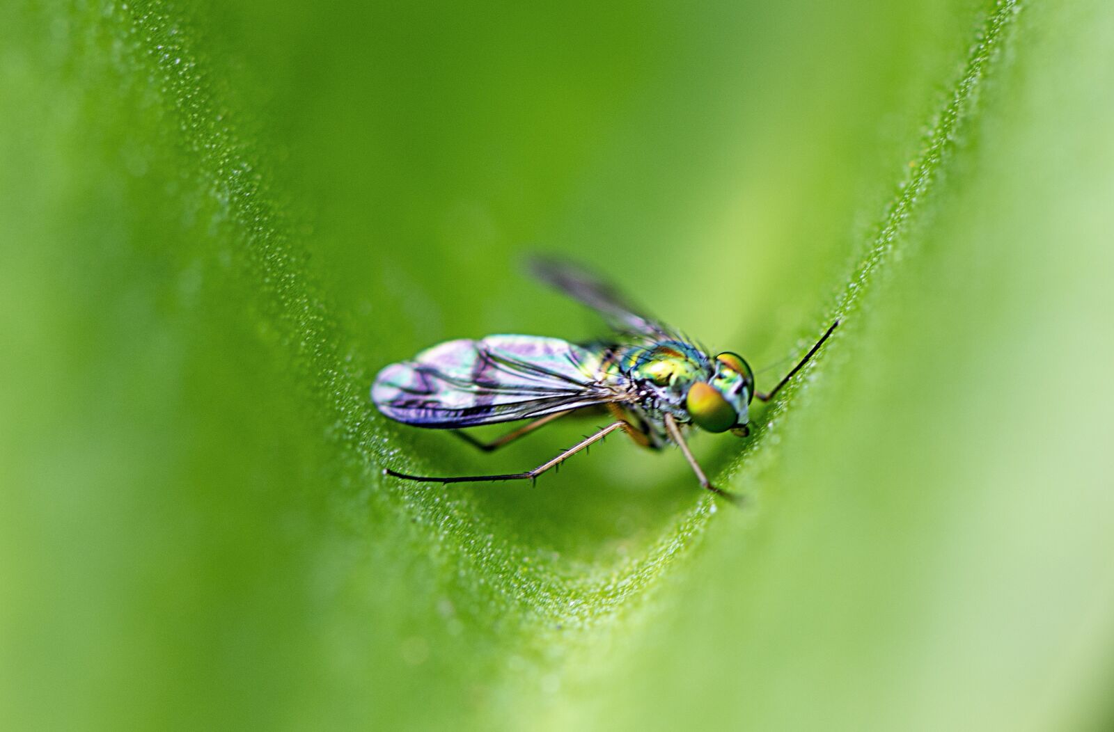 Nikon D610 sample photo. Fly, insect, nature photography