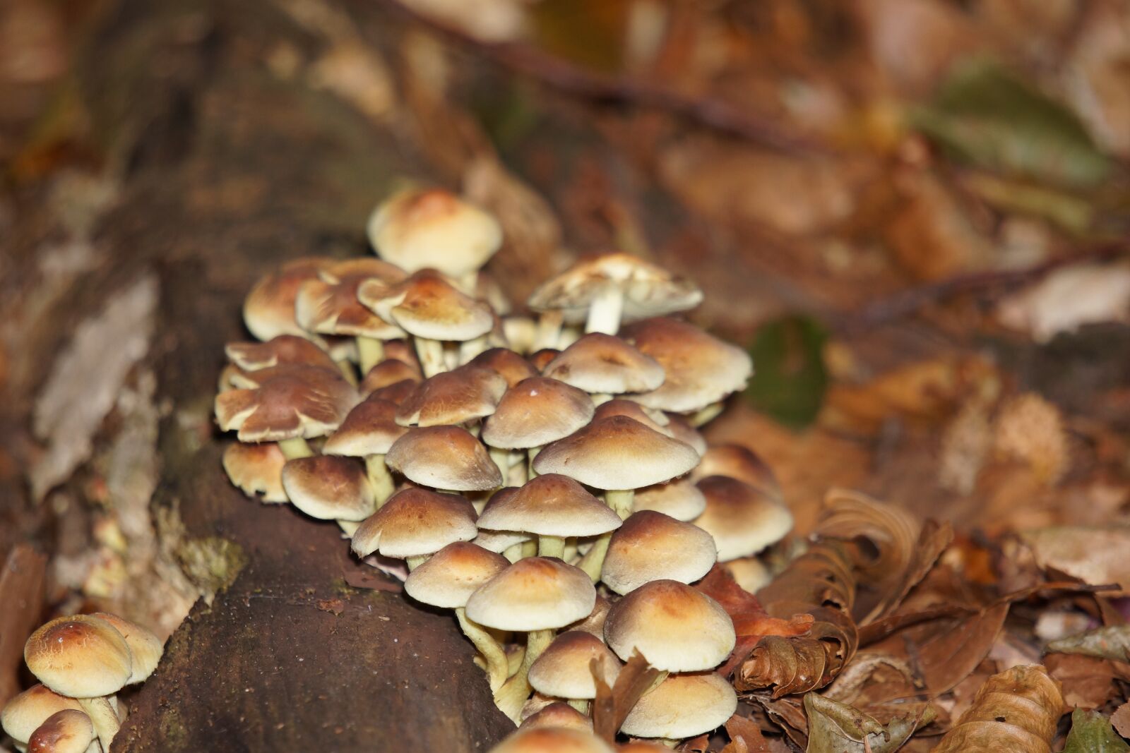 Sony Alpha NEX-7 + Sony E 55-210mm F4.5-6.3 OSS sample photo. Forest, forest floor, mushrooms photography