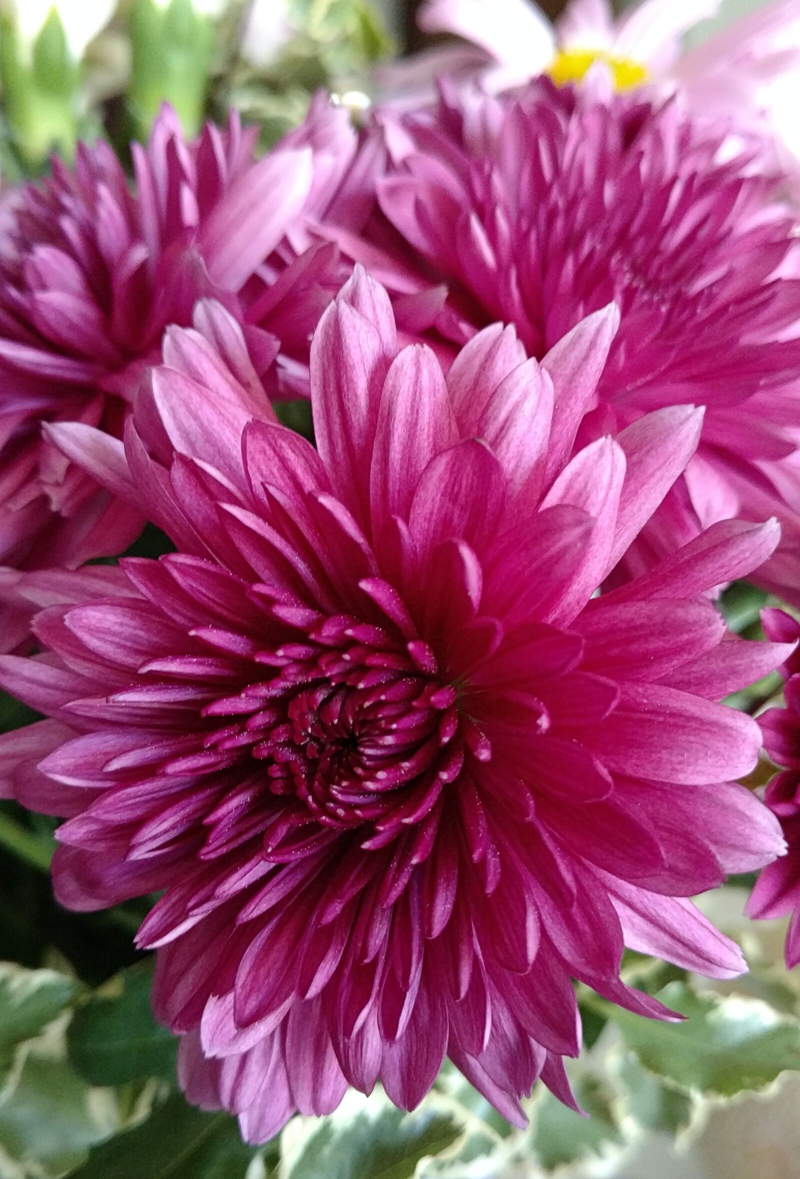 Motorola DROID Turbo 2 sample photo. Mum, pink flower, chrysanthemum photography