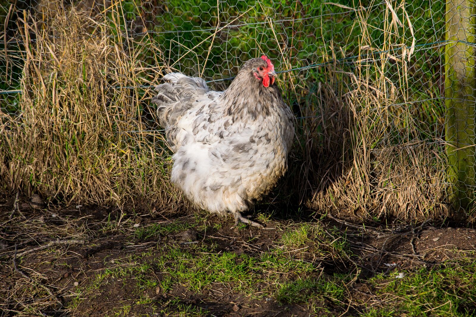 Nikon D3300 sample photo. Chicken, poultry, bird photography