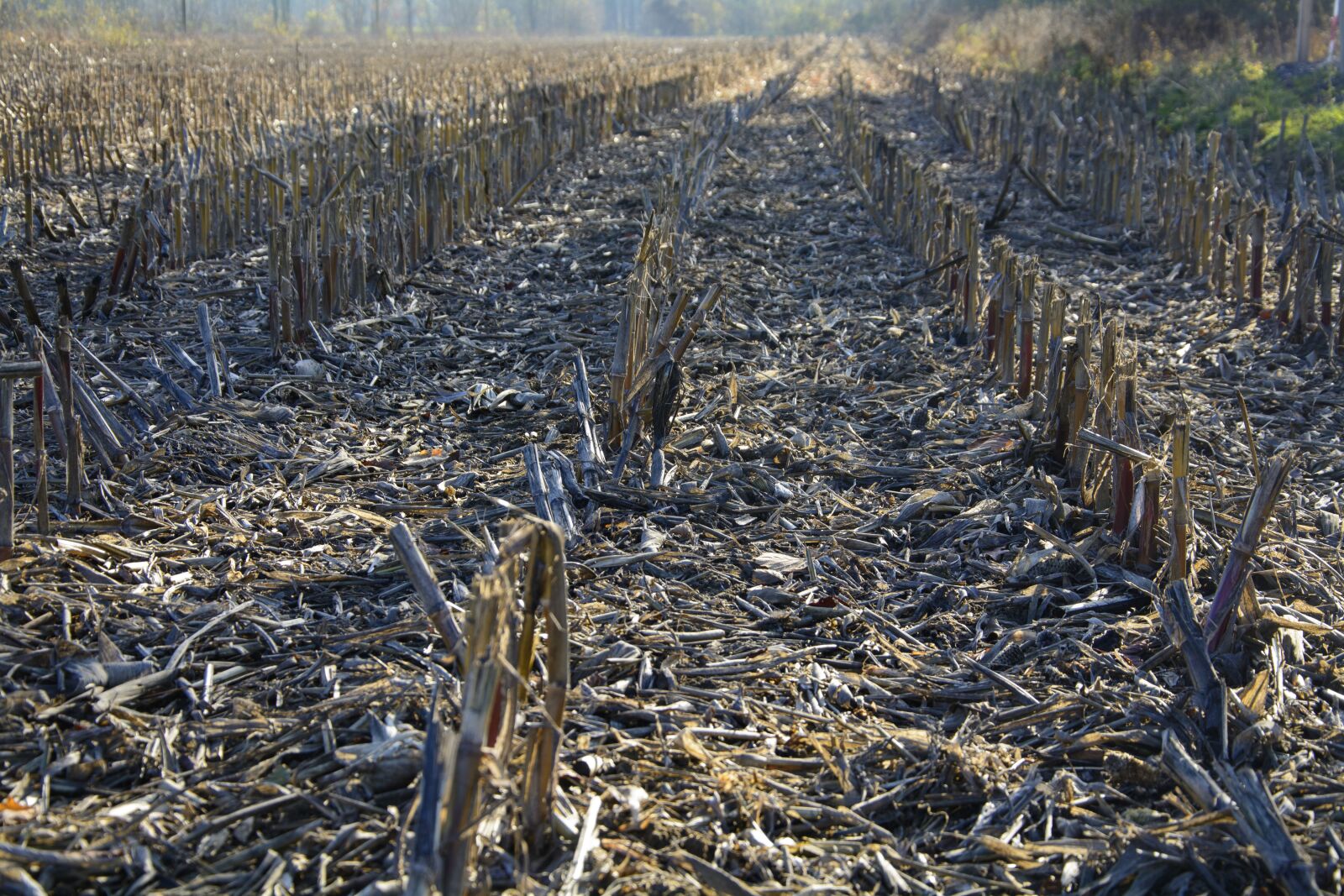 Nikon D7100 sample photo. Cornfield, autumn, harvested photography