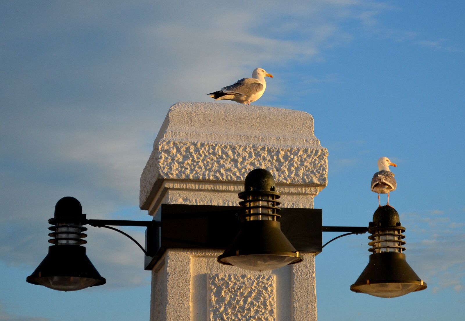 Nikon D5100 sample photo. Borkum, promenade, gulls photography