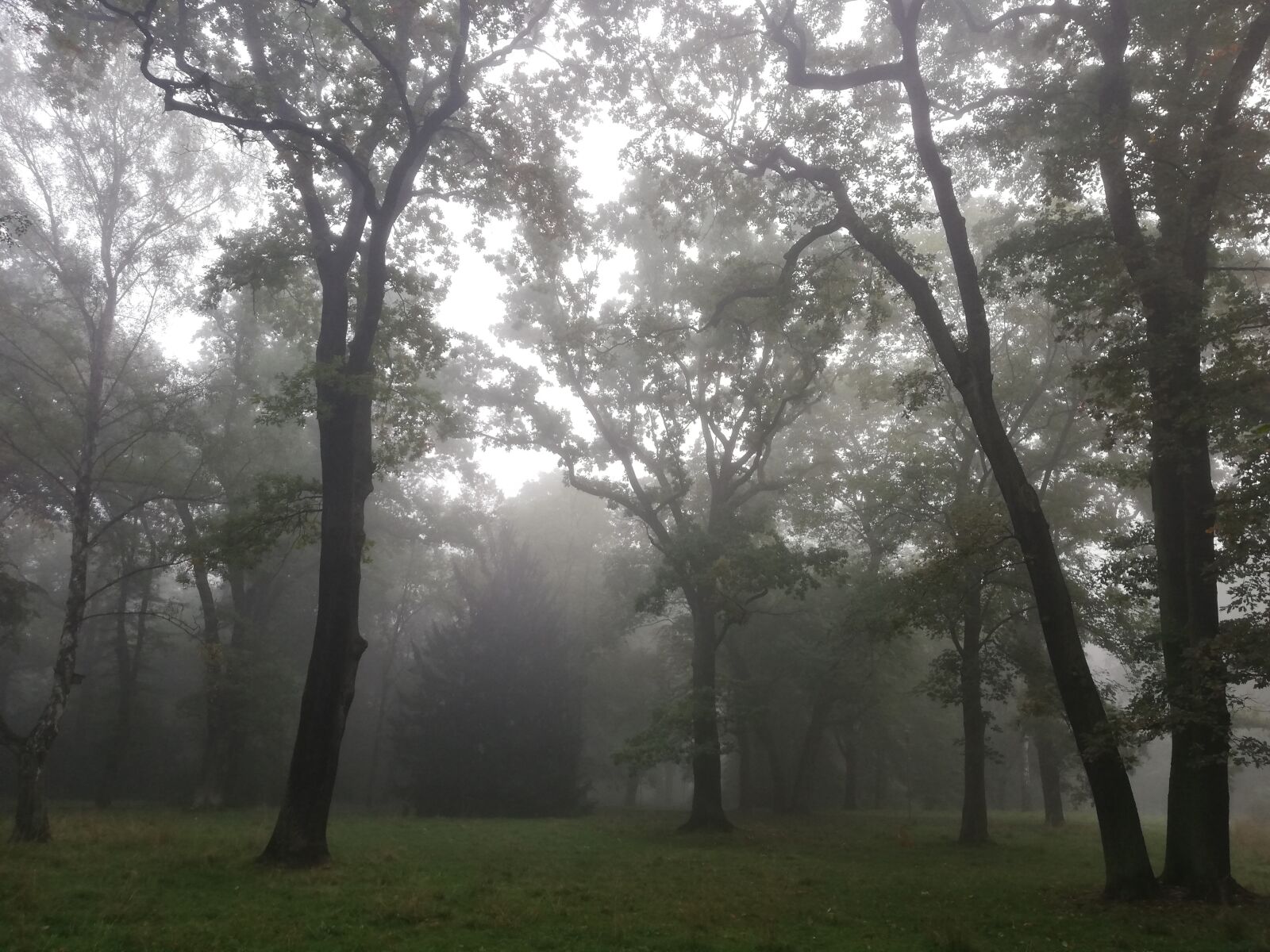 HUAWEI ANE-LX1 sample photo. Forest, the fog, tree photography