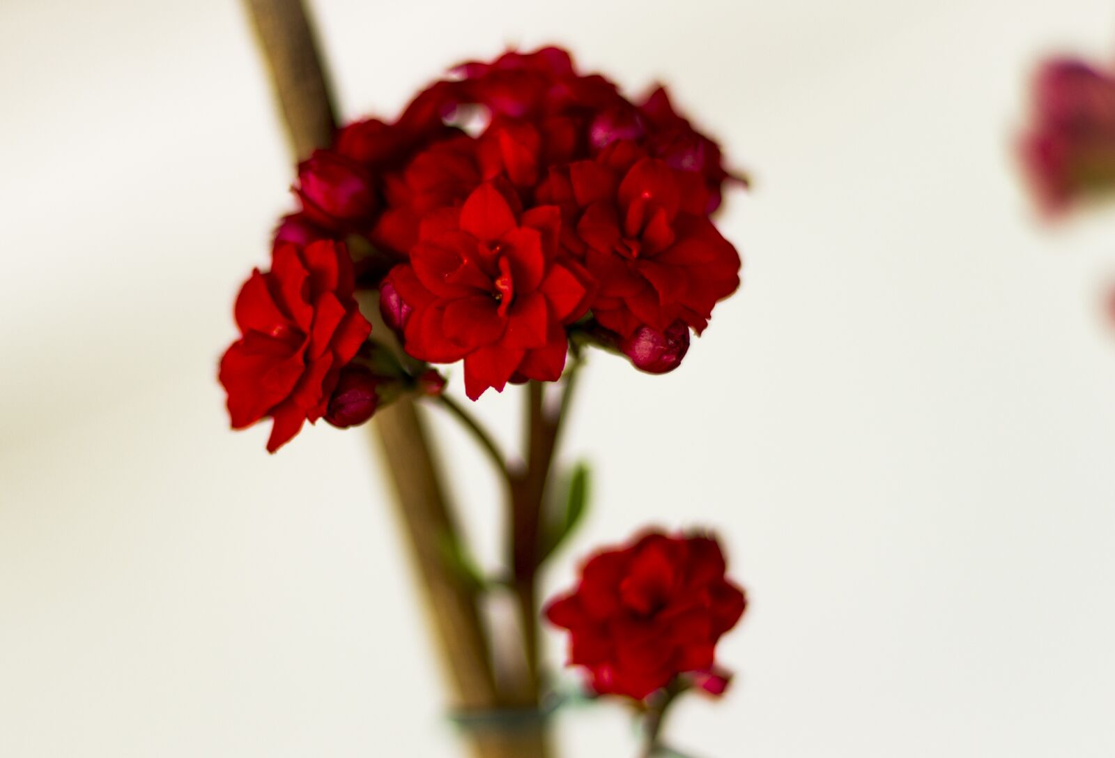 Canon EF 50mm F1.8 STM sample photo. Flower, nature, flowers photography