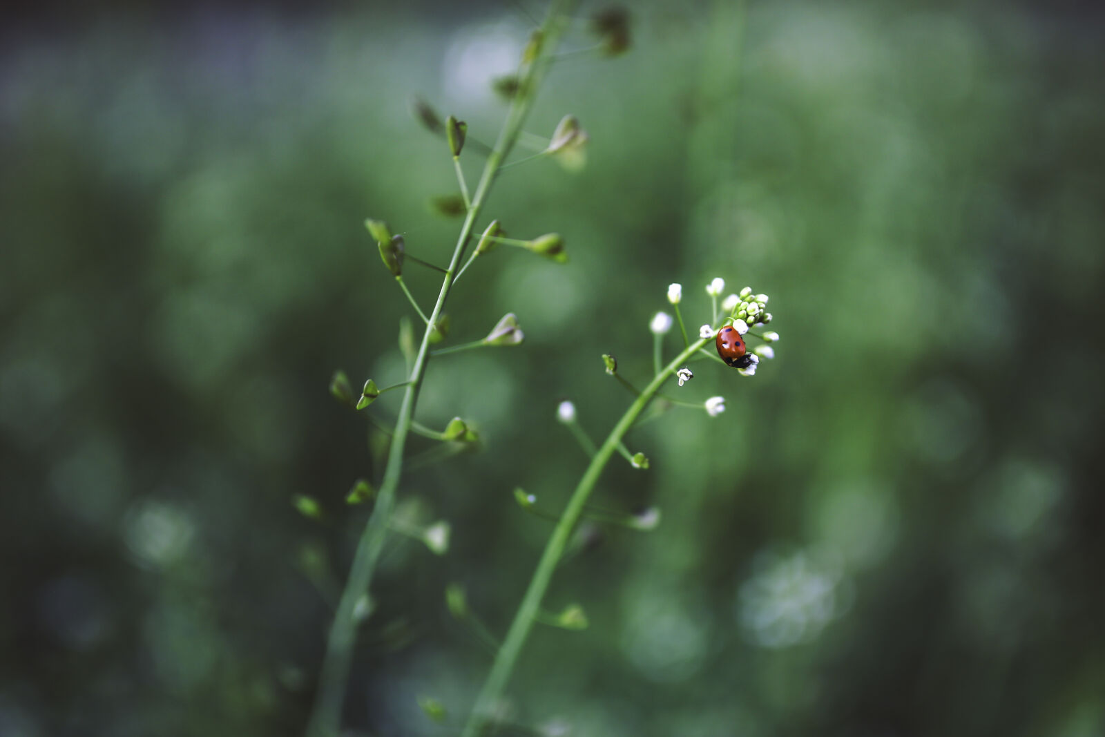 Canon EOS 6D + Sigma 35mm F1.4 DG HSM Art sample photo. Ladybug, on, plant photography