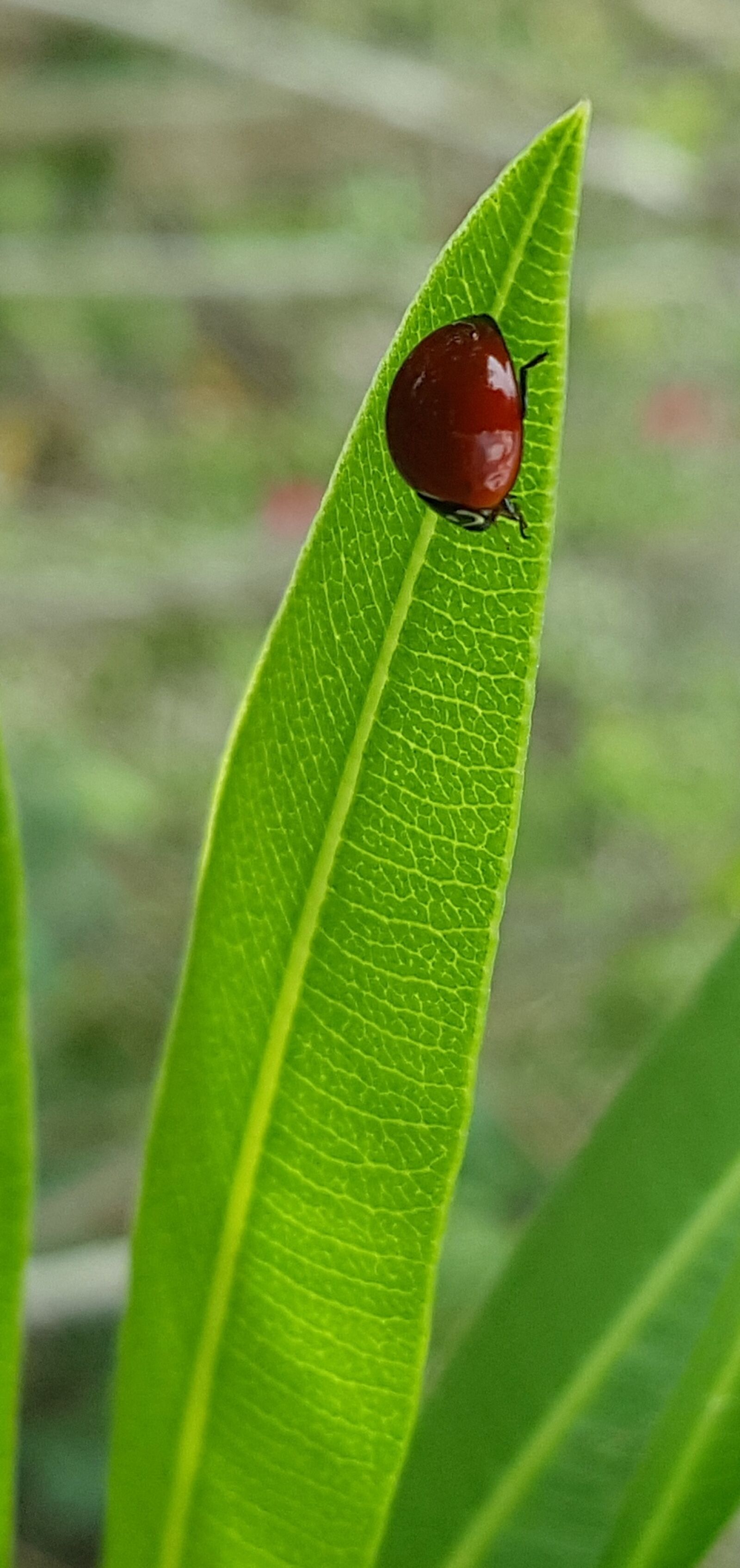 Samsung Galaxy Note5 sample photo. Polished lady beetle, lady photography