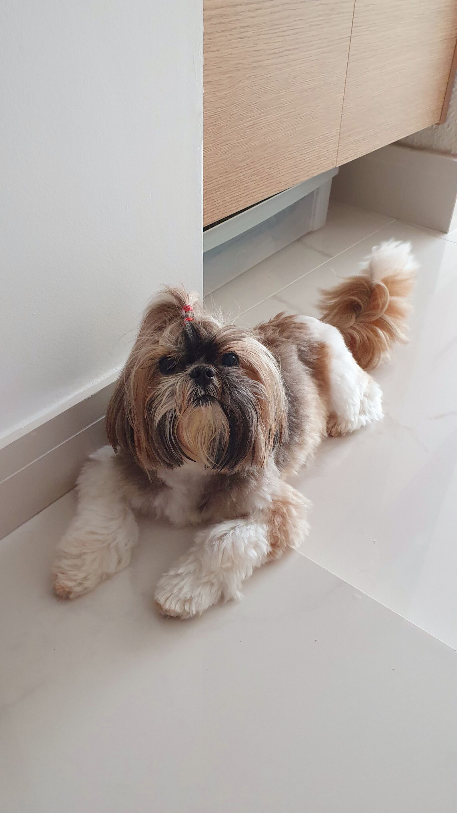 Samsung Galaxy S10 sample photo. Dog, agreed, smart photography