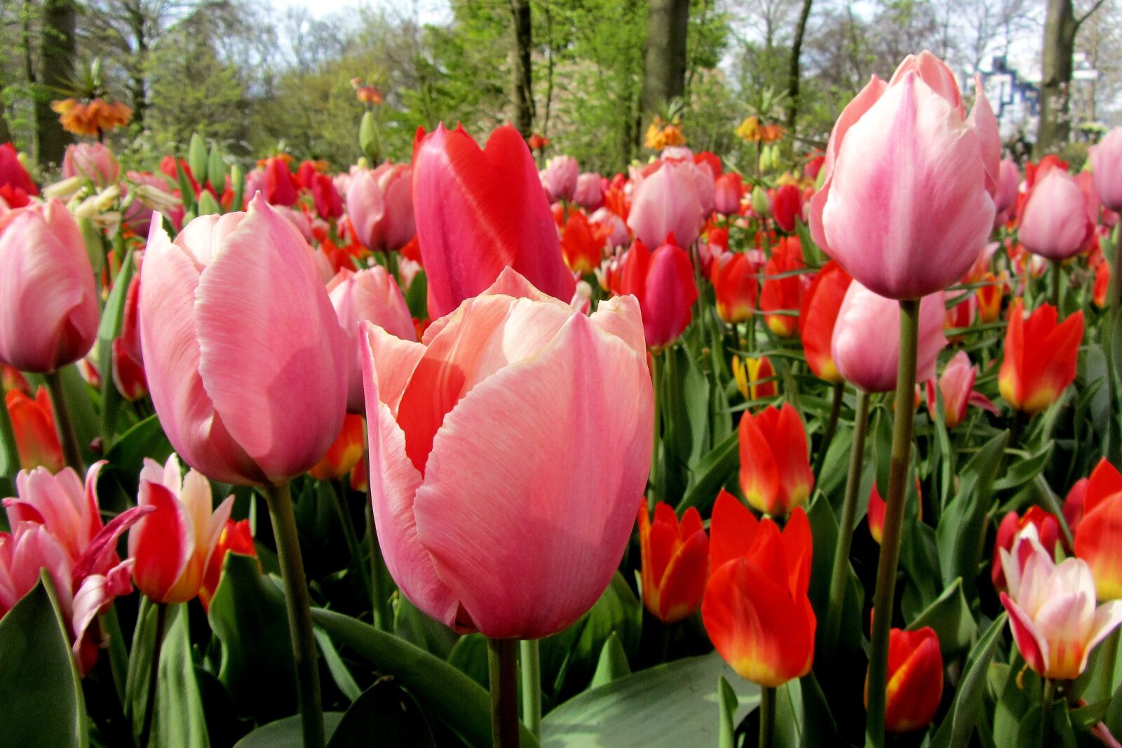 Canon PowerShot SX220 HS sample photo. Tulip, tulips, red tulip photography