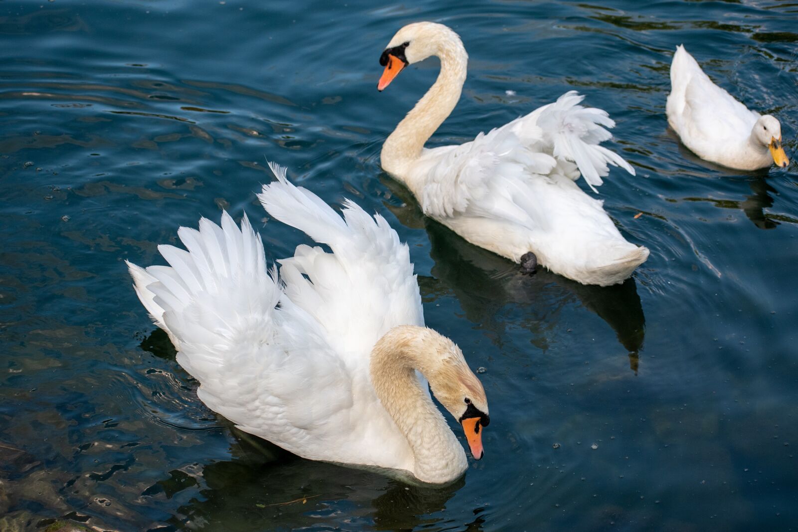 Nikon D3500 sample photo. Swan, mute swan, white photography