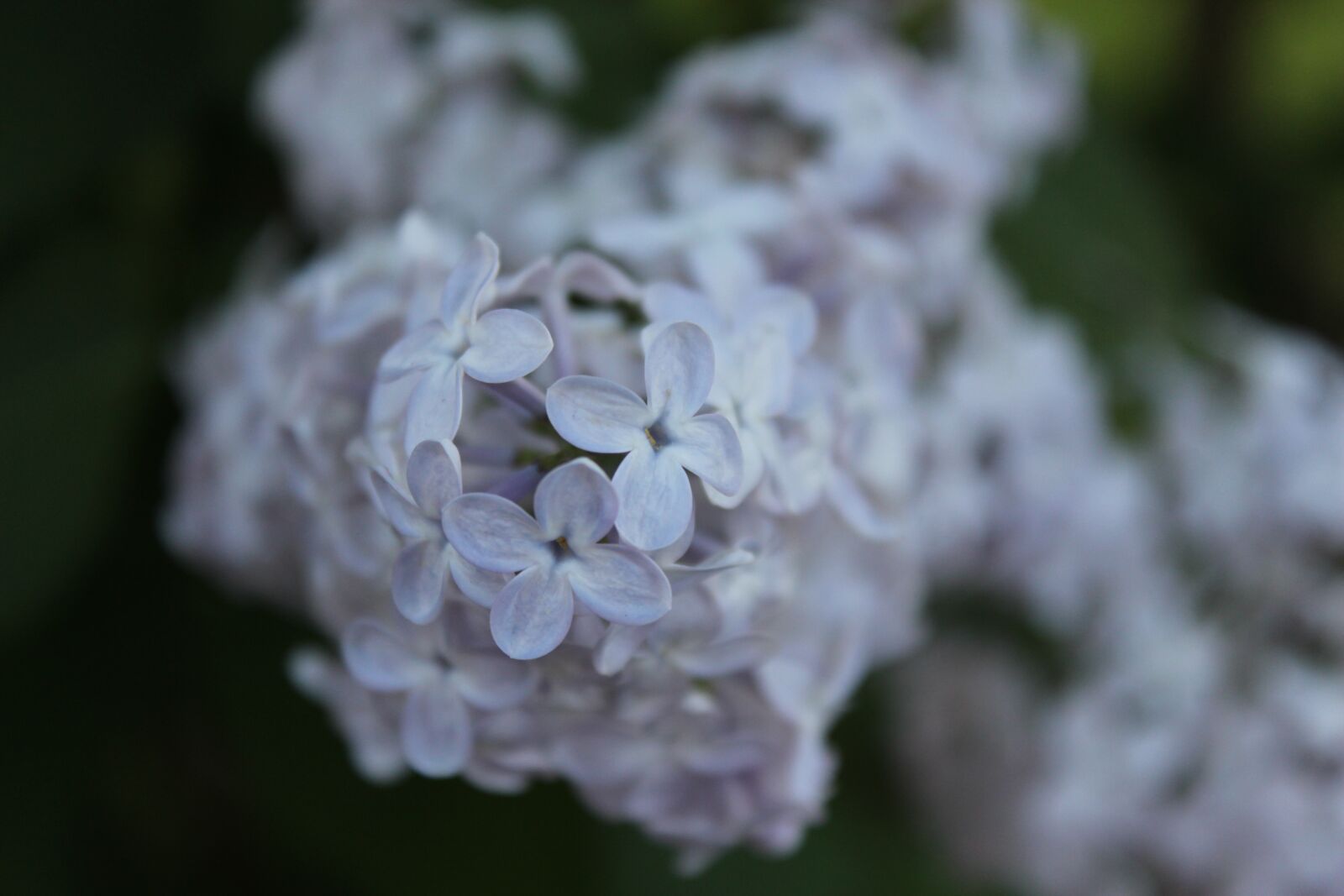 Canon EOS 1300D (EOS Rebel T6 / EOS Kiss X80) sample photo. Without, lilac, flourishing without photography