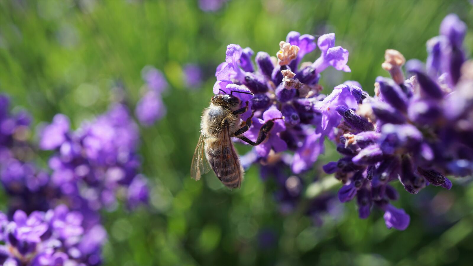 Sony E 30mm F3.5 Macro sample photo. Honey bee, bee, flight photography