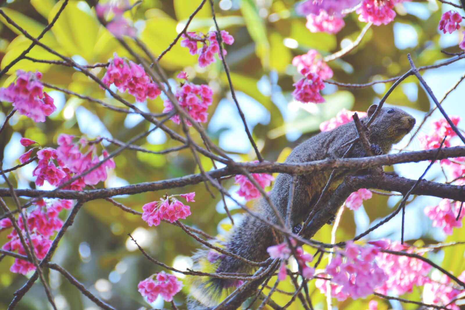 Nikon D7100 sample photo. Squirrel, animal, cherry photography