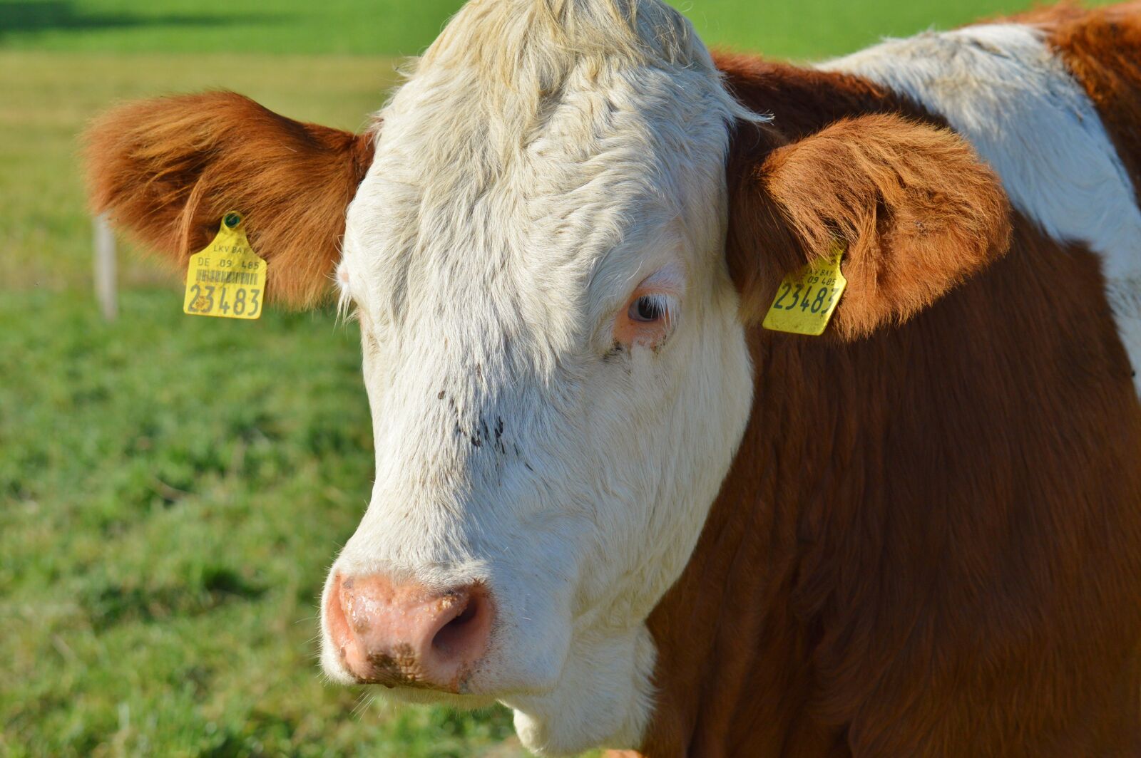 Nikon D3200 sample photo. Cow, animal, beef photography
