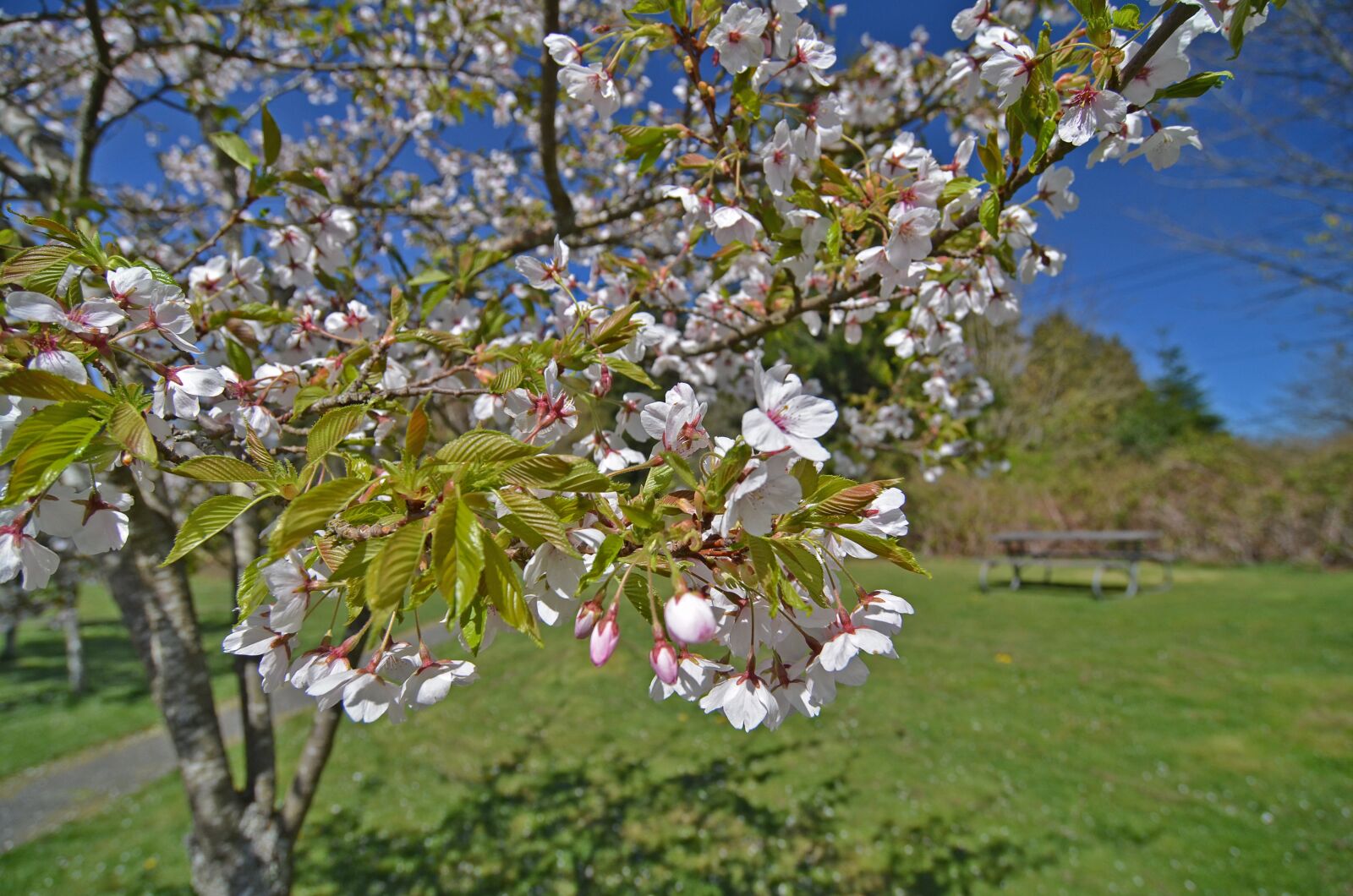 Nikon D7000 sample photo. Park, picnic, summer photography