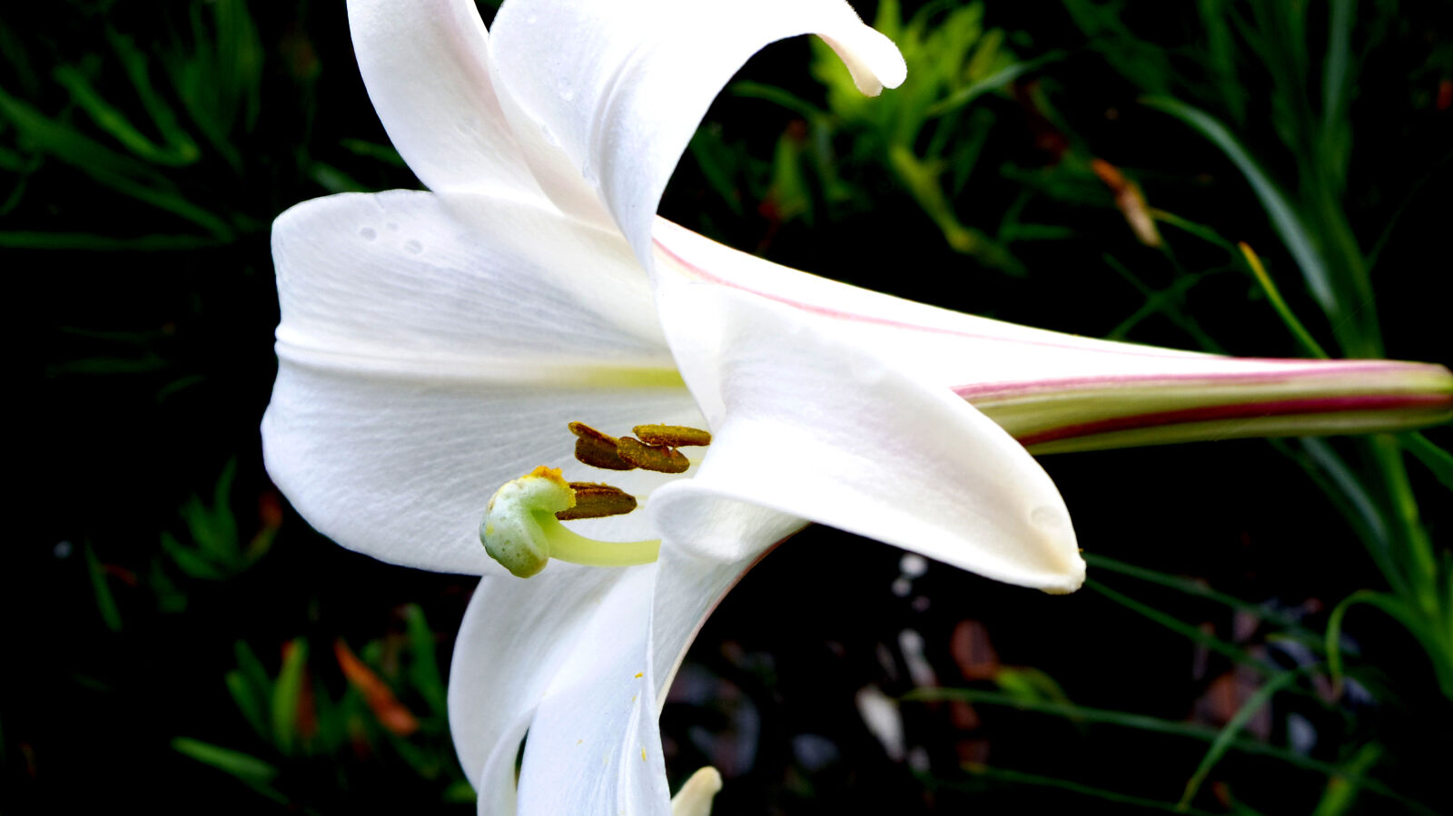 Pentax 02 Standard Zoom sample photo. Flower photography