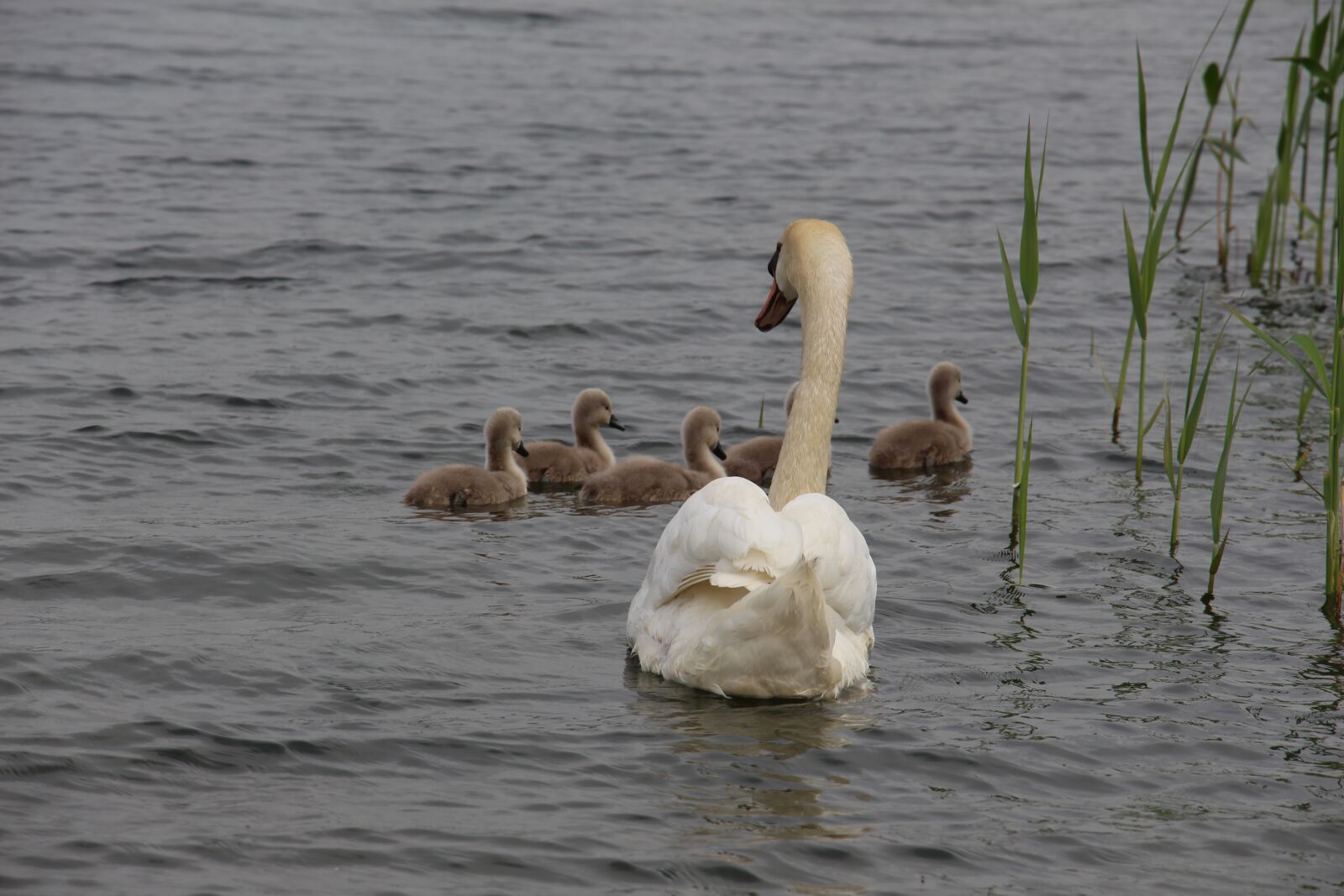 Canon EOS 700D (EOS Rebel T5i / EOS Kiss X7i) sample photo. Swan, nature, animal photography