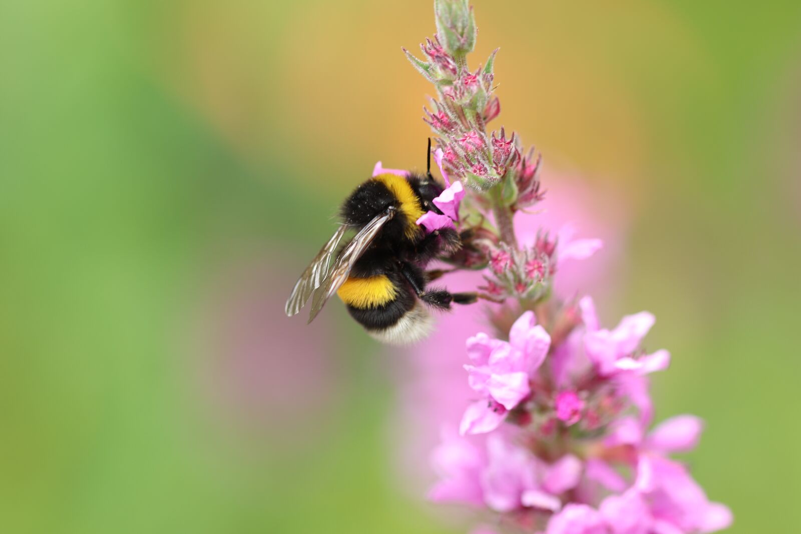 Canon EOS 800D (EOS Rebel T7i / EOS Kiss X9i) sample photo. Hummel, insect, nectar photography